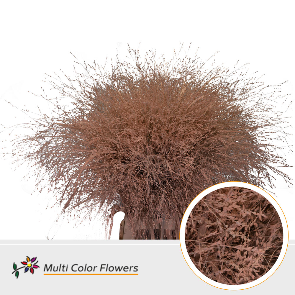 Panicum Painted Fountain Apricot 90cm