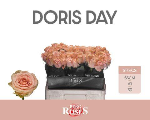 Rosa Doris Day 50cm