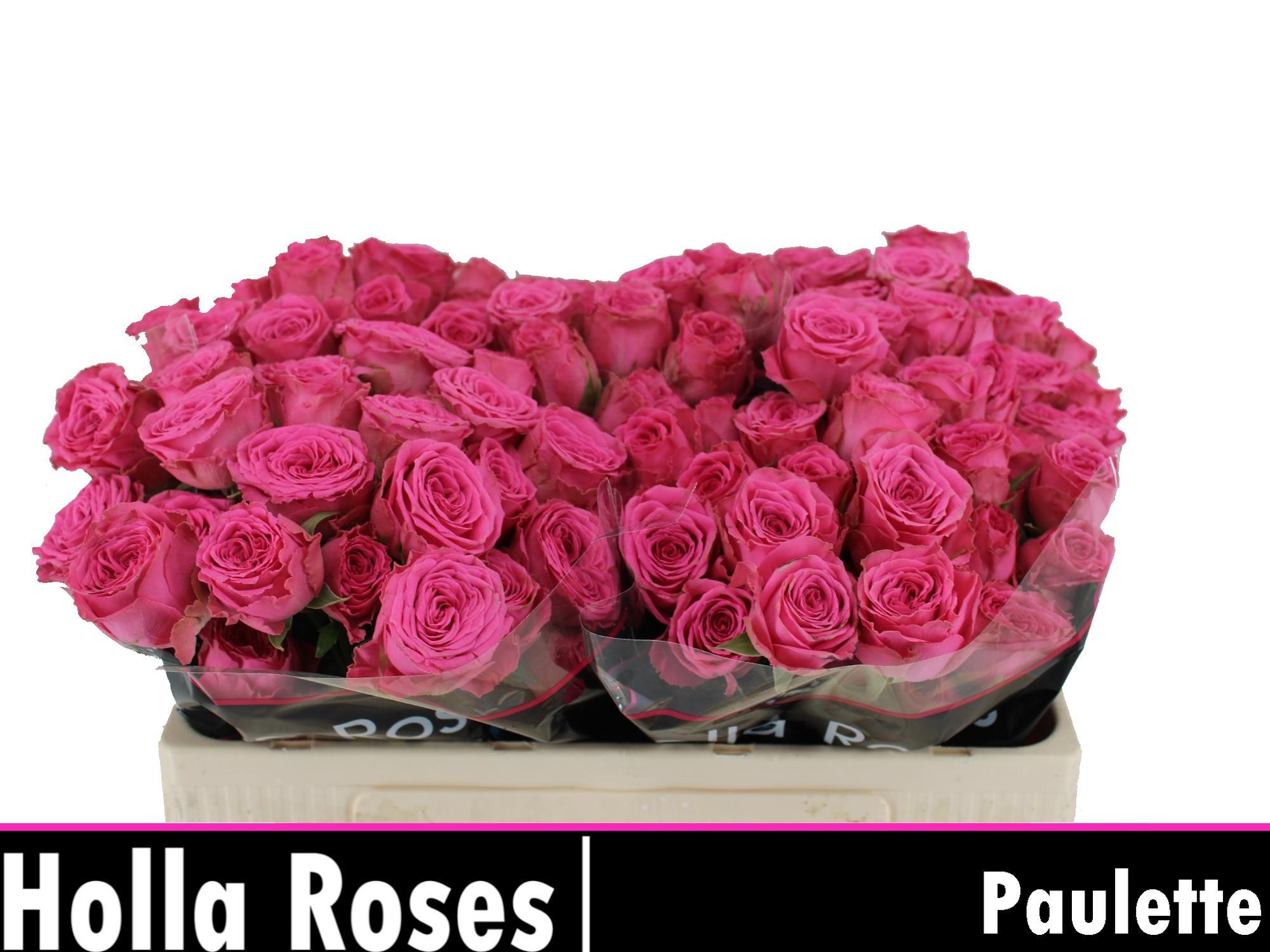 Rosa Spr Paulette! 50cm
