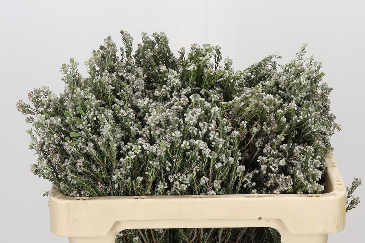 Kaaps Groen Rock Phylica
