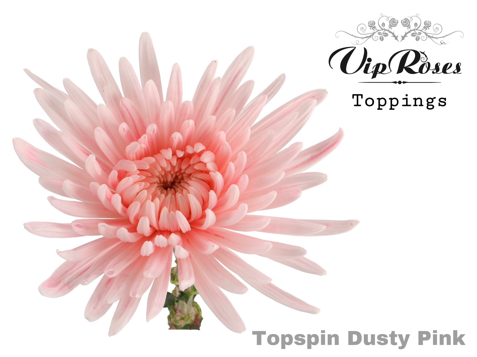 Chr G Topspin Dusty Pink 70 cm