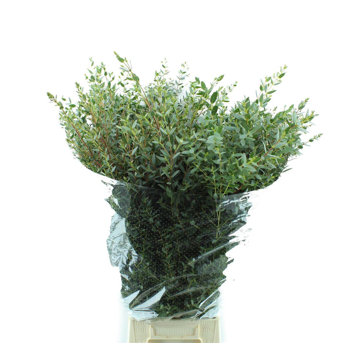 Parvifolia Lang