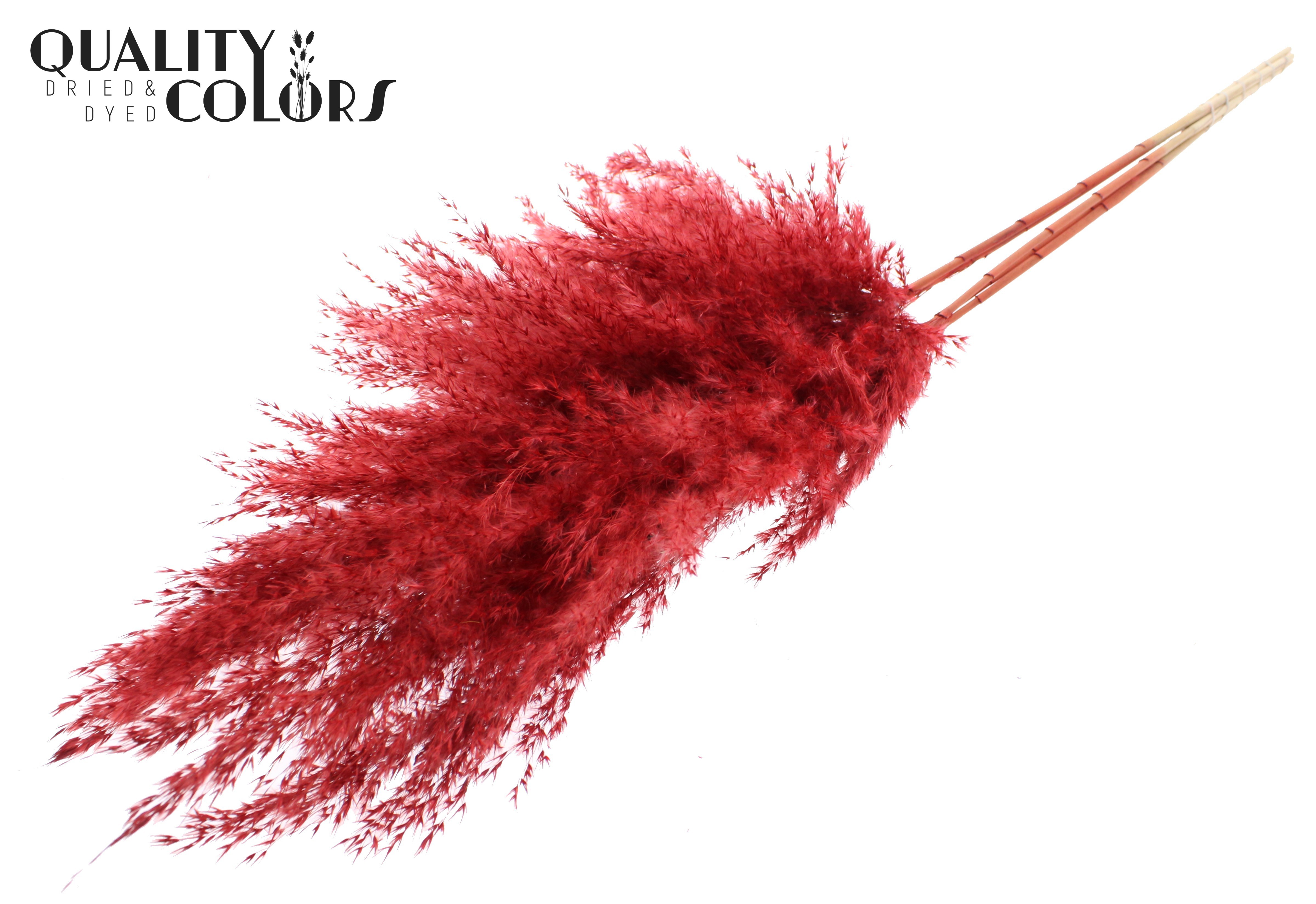 Pampas Grass Red Per Bunch 100cm