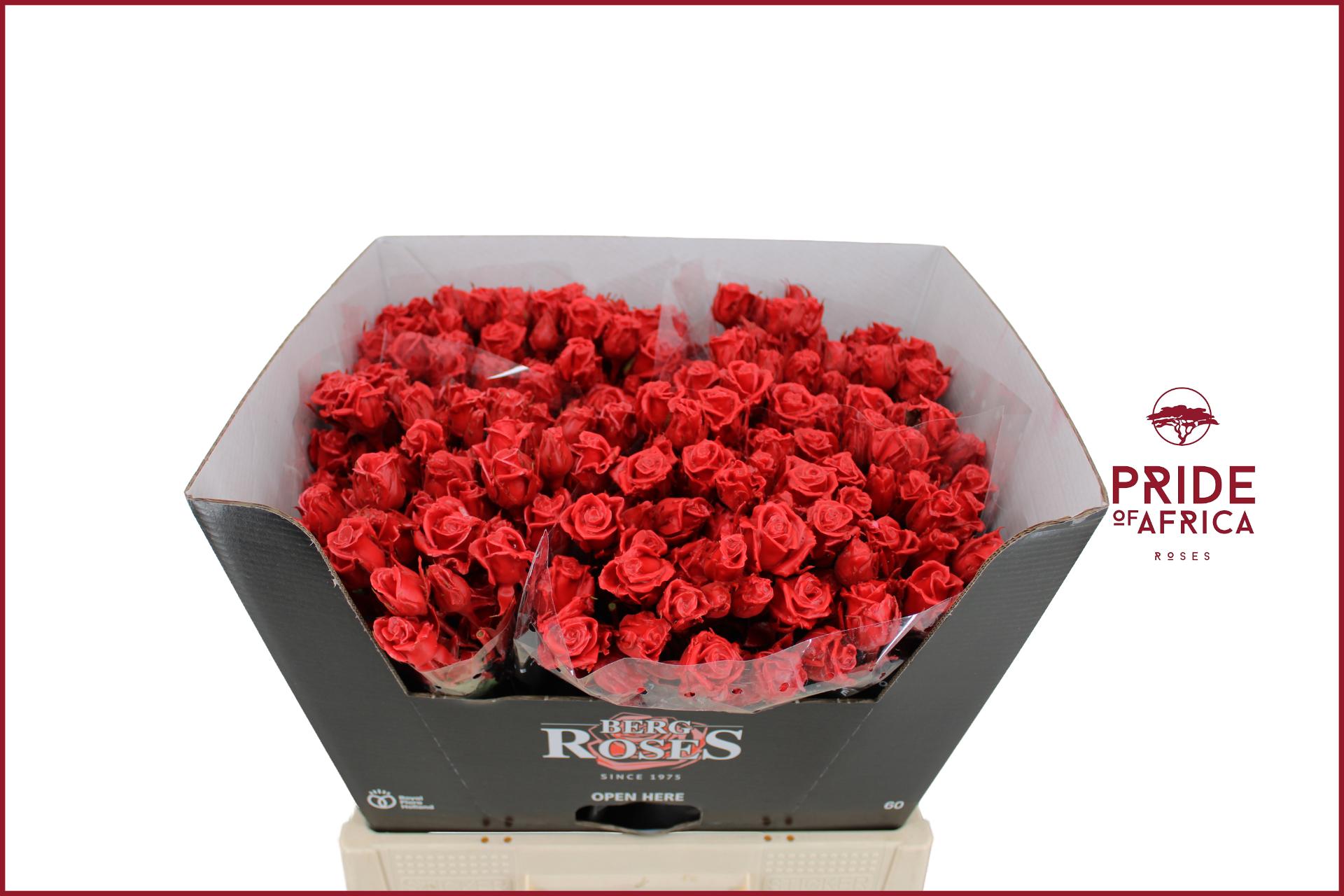 Rosa Waxed 60cm