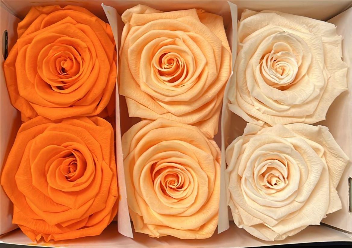 Ro Pres Classic Mixed Orange