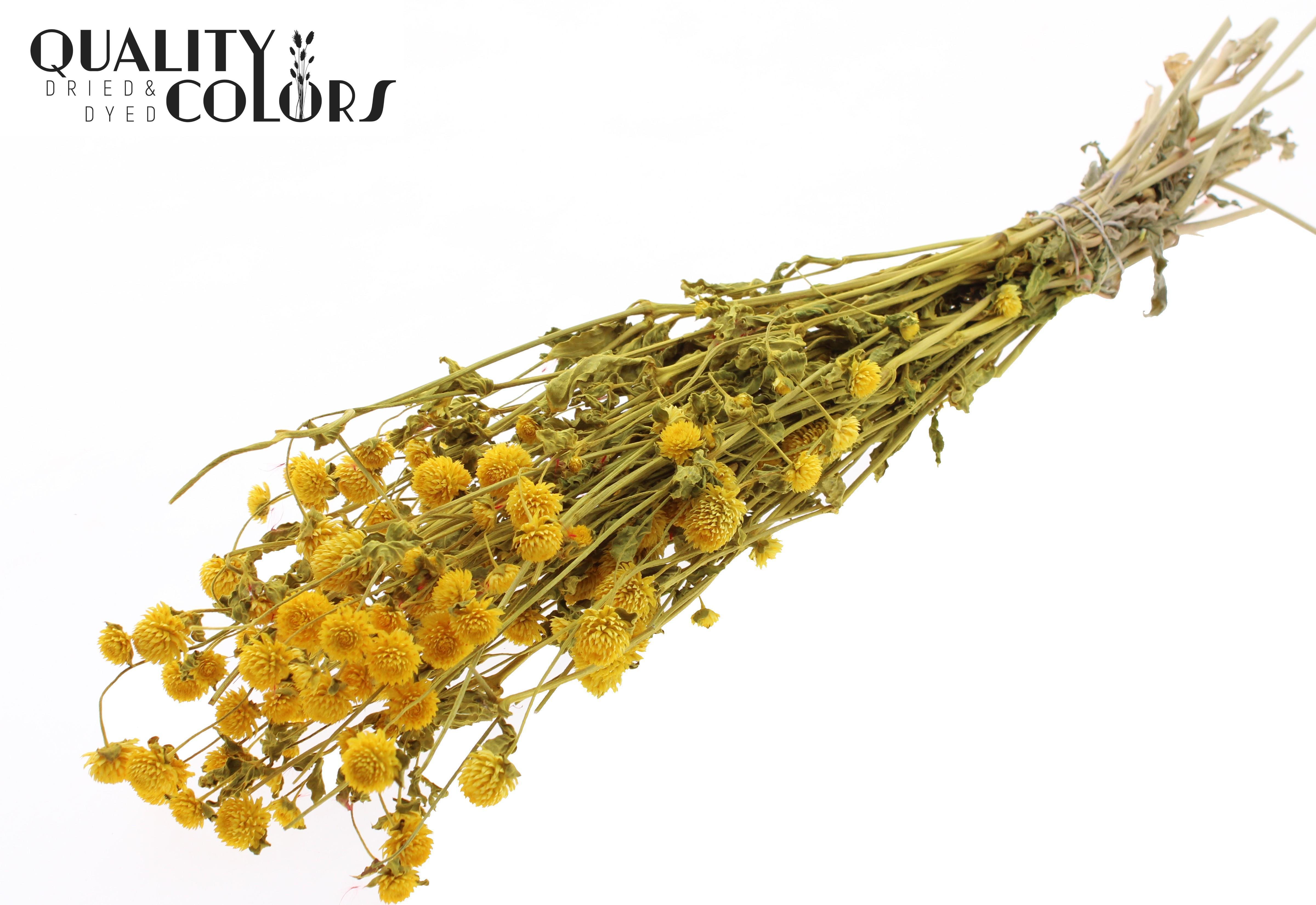 Gomphrena Globosa Yellow Per Bunch 60cm