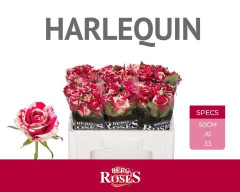 Rosa Harlequin 50cm