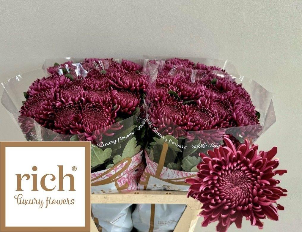 Chr G Bigoudi Purple