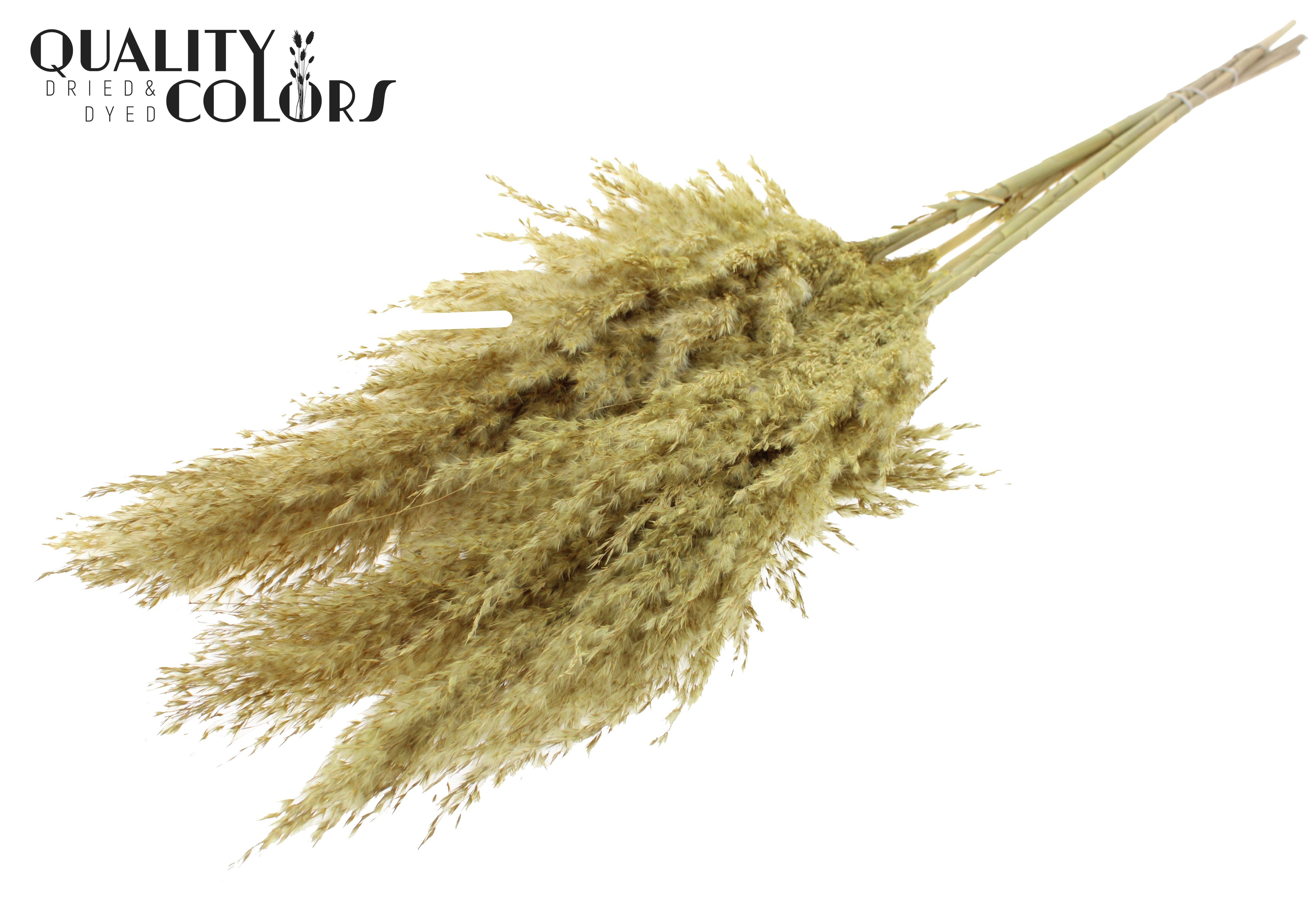 Pampas Grass Frosted Yellow Per Bunch 100cm