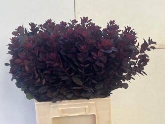 Cotinus Coggygria Royal Purple 55cm