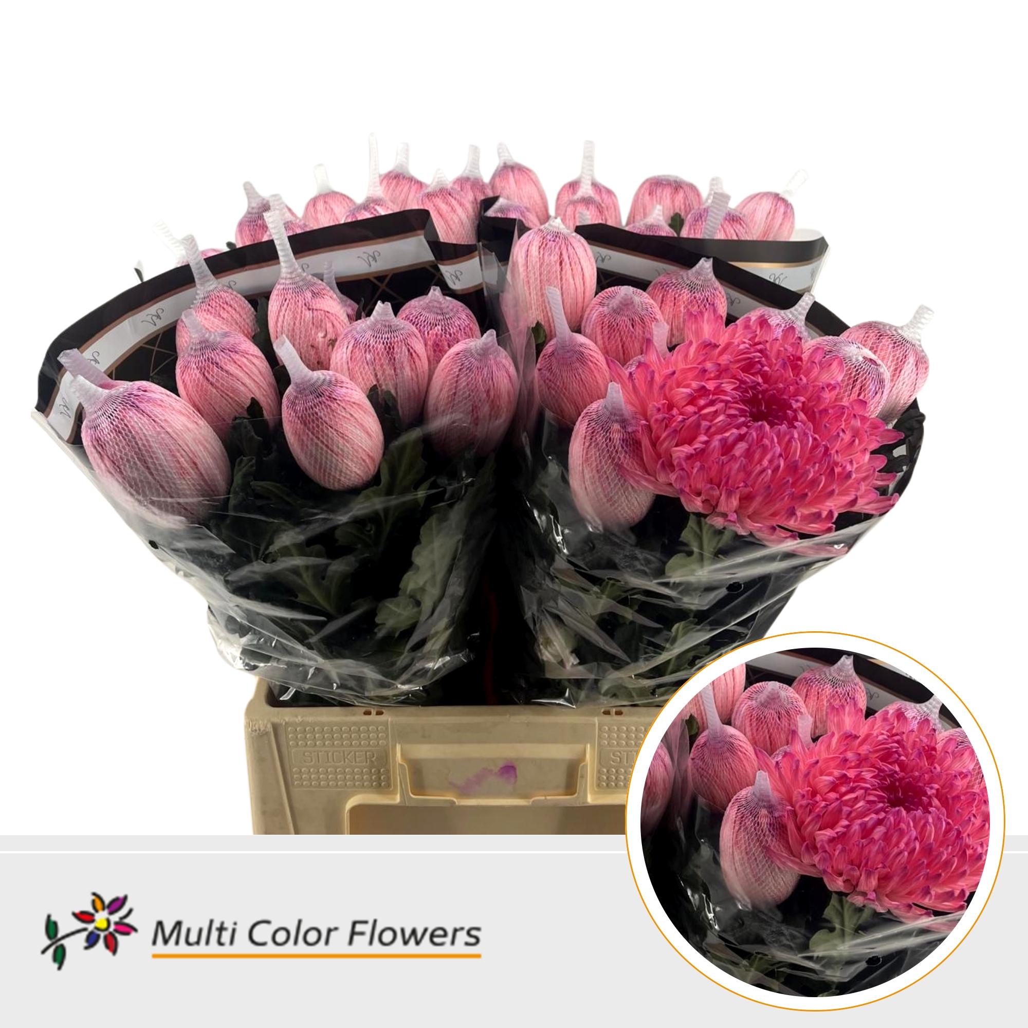 Chrysanth Single Painted Antonov Velvet Blush 70cm