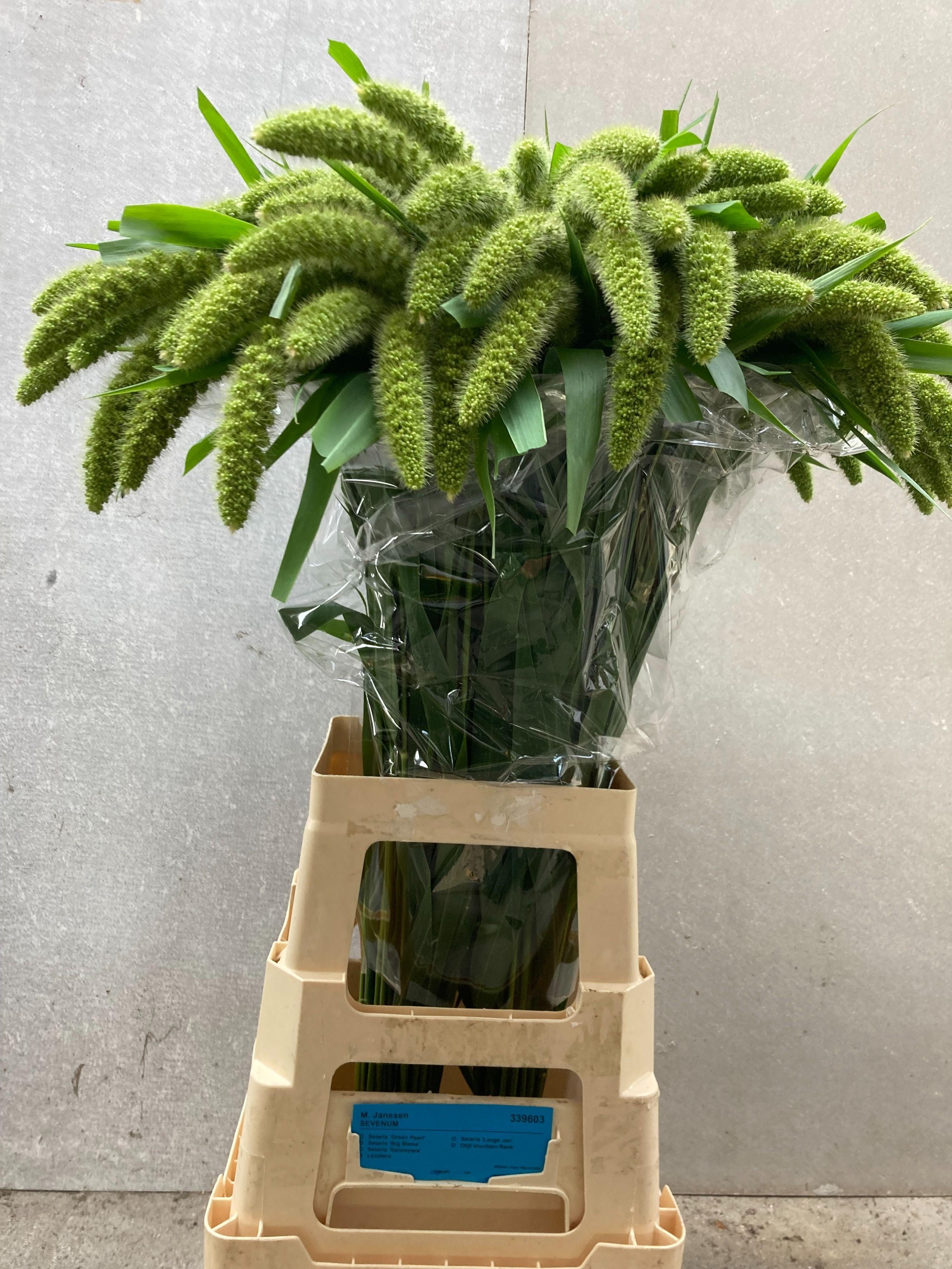 Setaria It Gr Pearl