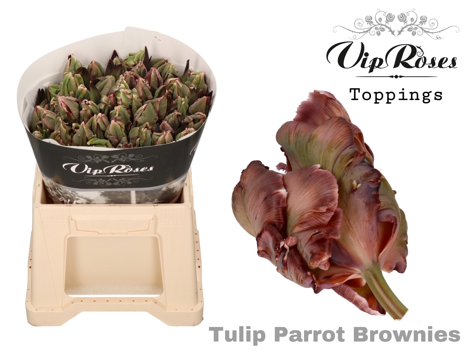 Tulipa Pa Vip Brownies 38cm 36gram