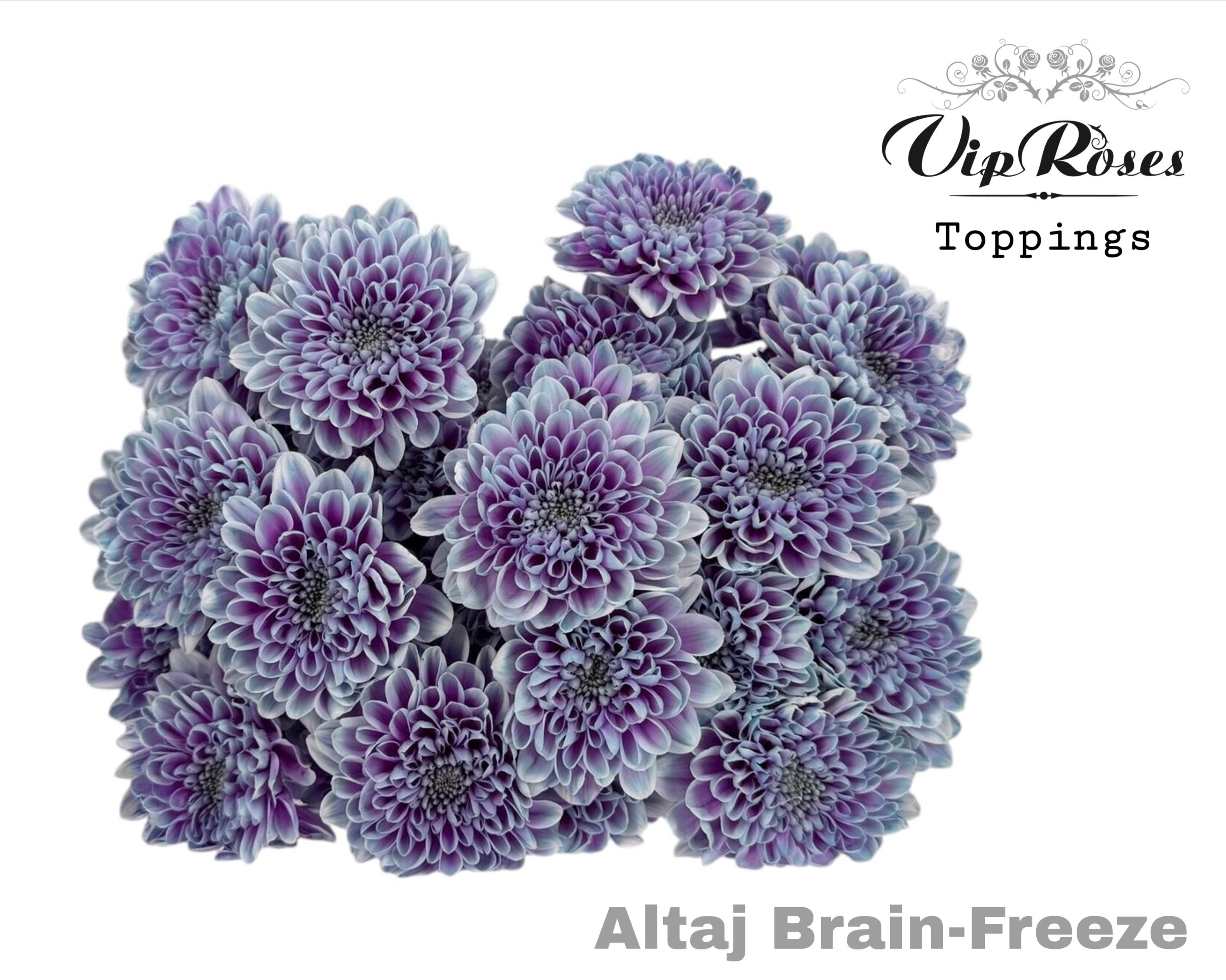 Chr T Altaj Brain Freeze