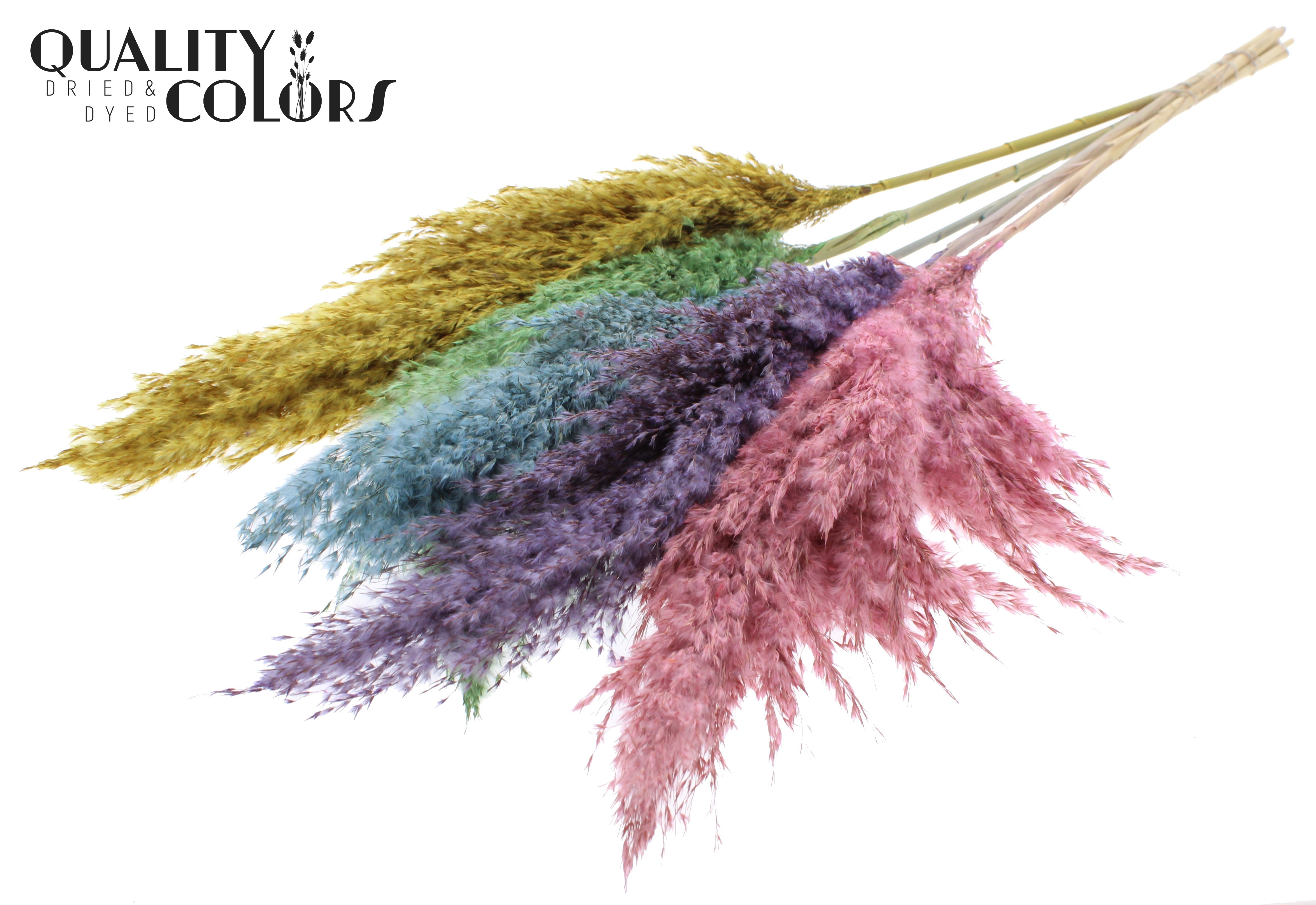 Pampas Grass Pastel Prism Per Bunch 100cm