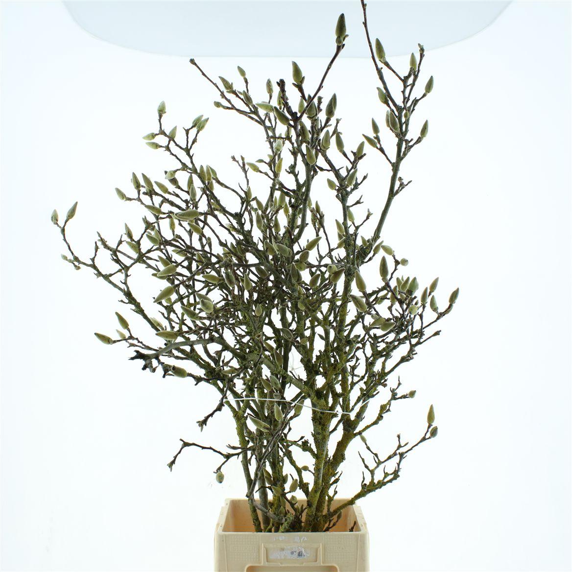 Magnolia Grandiflora 140cm (grillig)