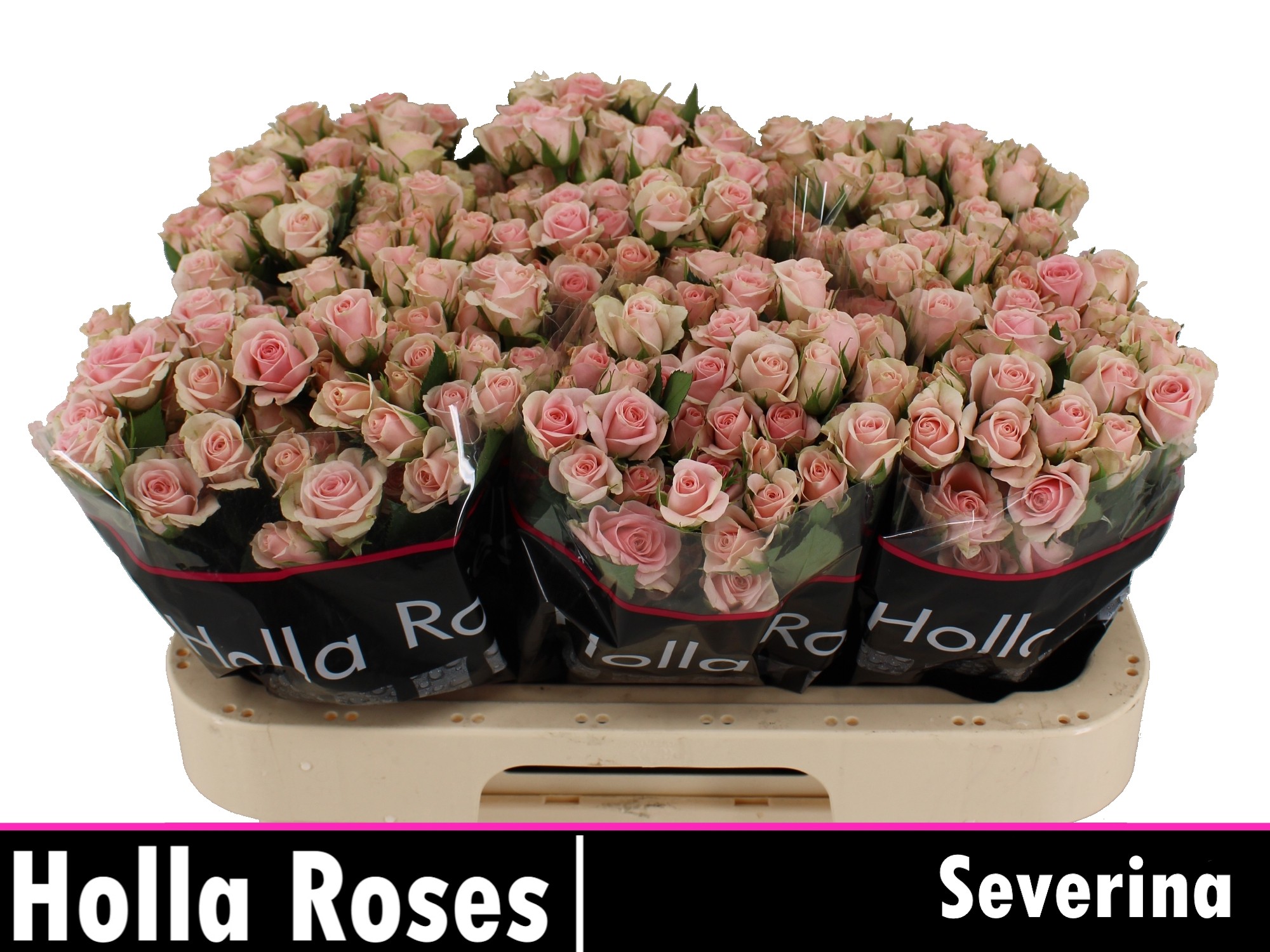 Rosa Spr Severina 60cm