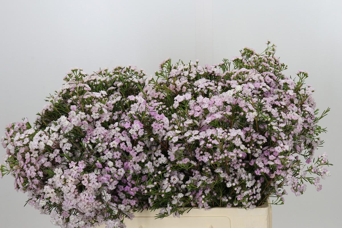 Chamelaucium Dancing Queen