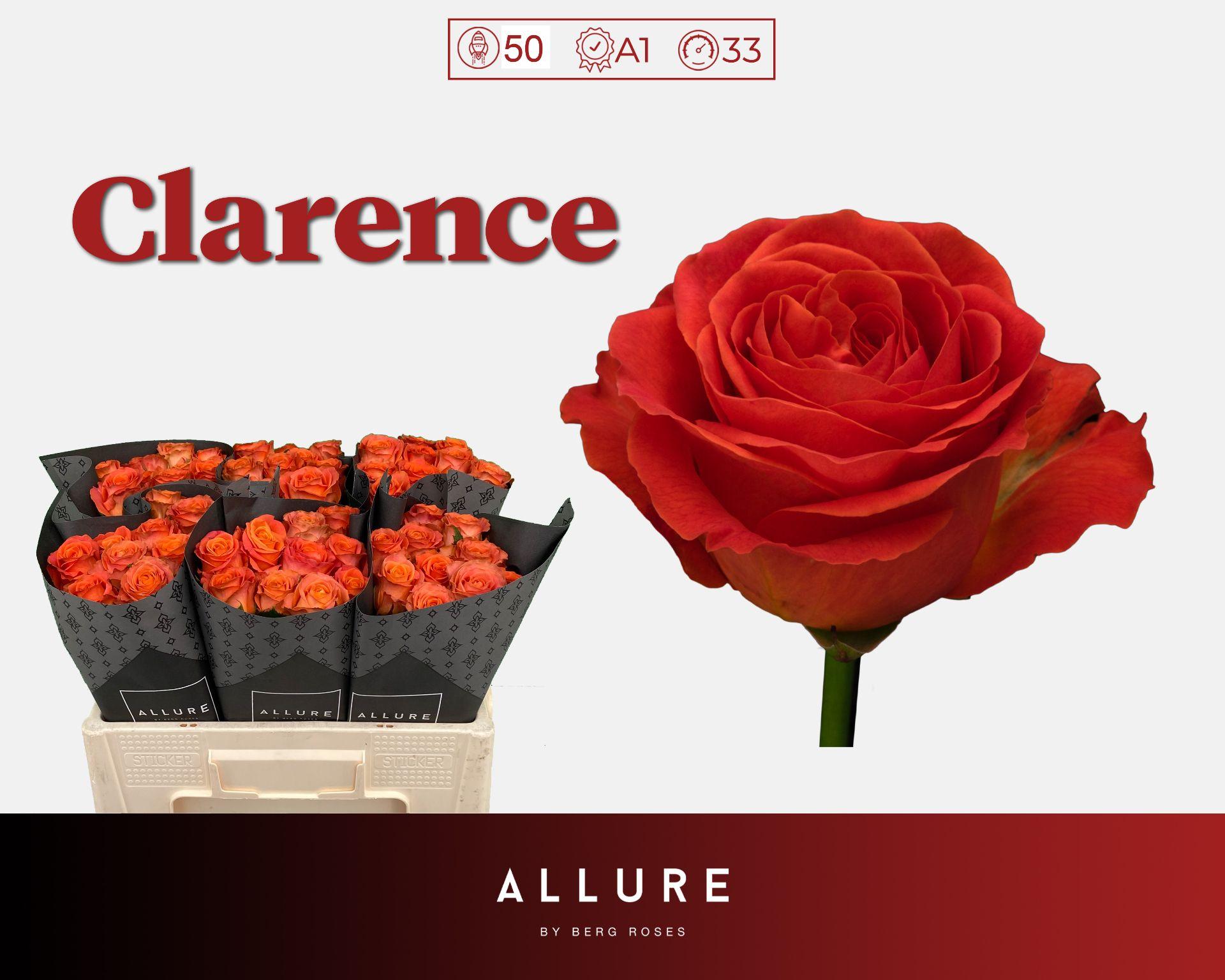 Rosa Clarence+ 50cm