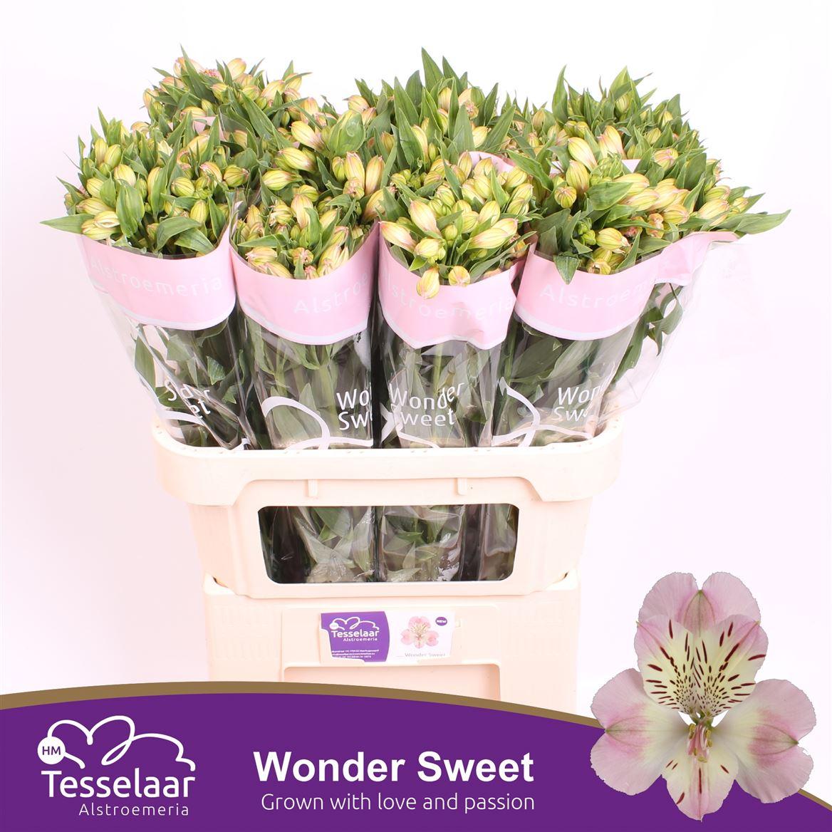 Alstroemeria Wonder Sweet