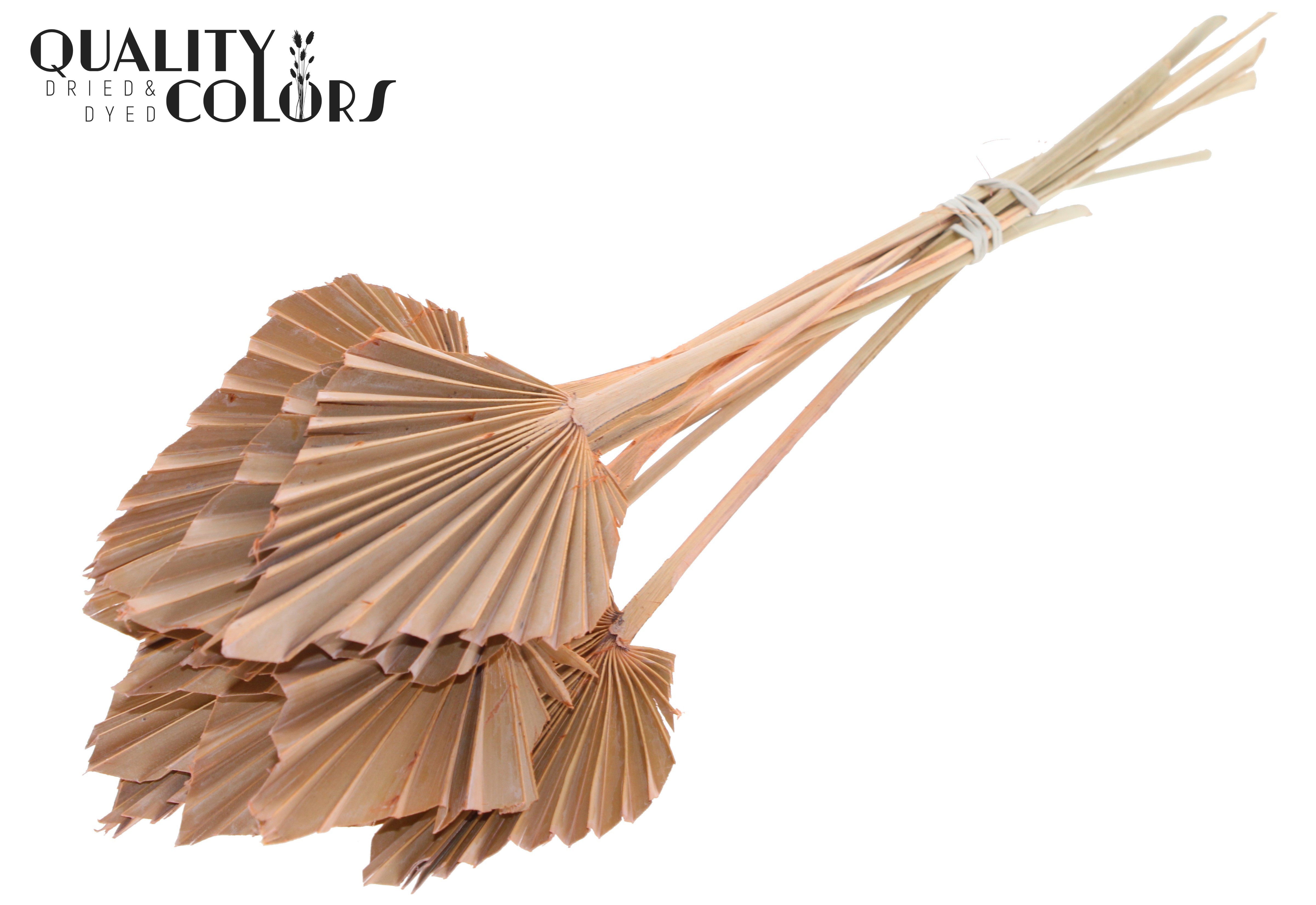 Palm Spear Frosted Salmon 50cm