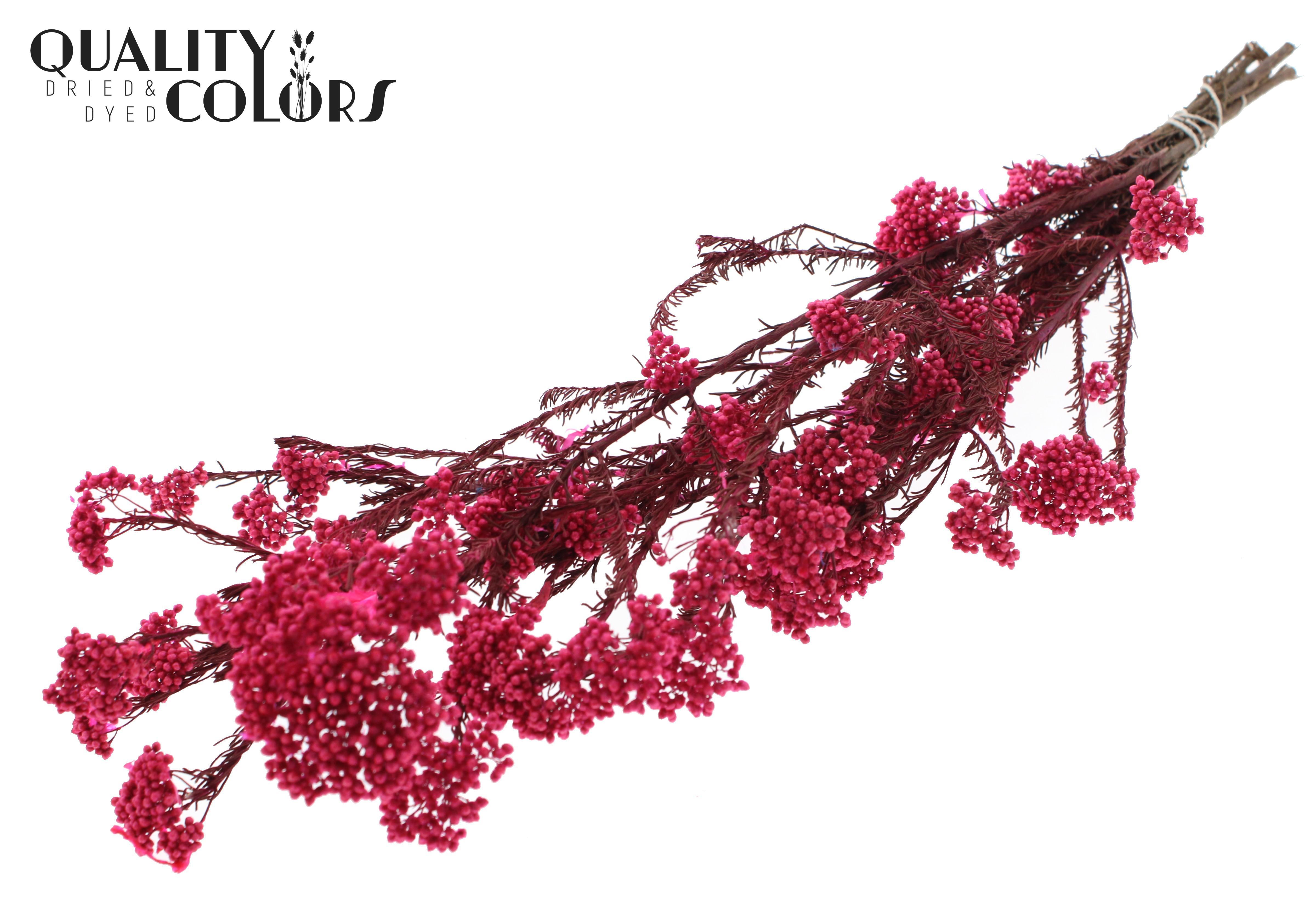 Ozothamnus Cerise Per Bunch 70cm