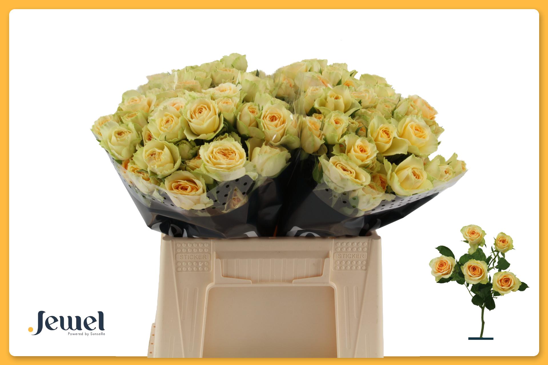 Rosa Spr Bandolero 40cm