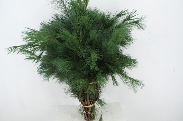 Pinus Strobus Per Bunch 90cm 450gr.
