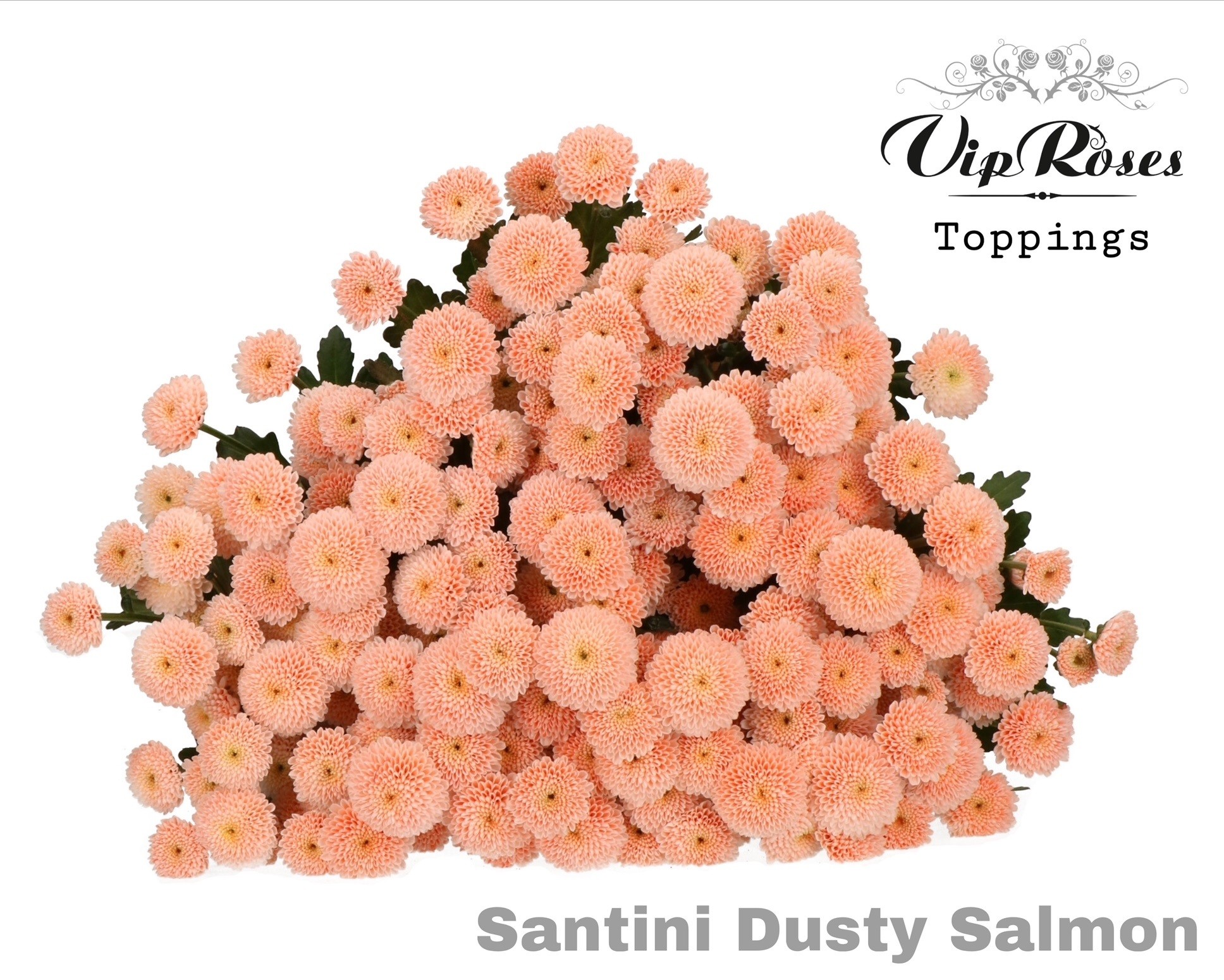 Chr S Dusty Salmon 55 cm