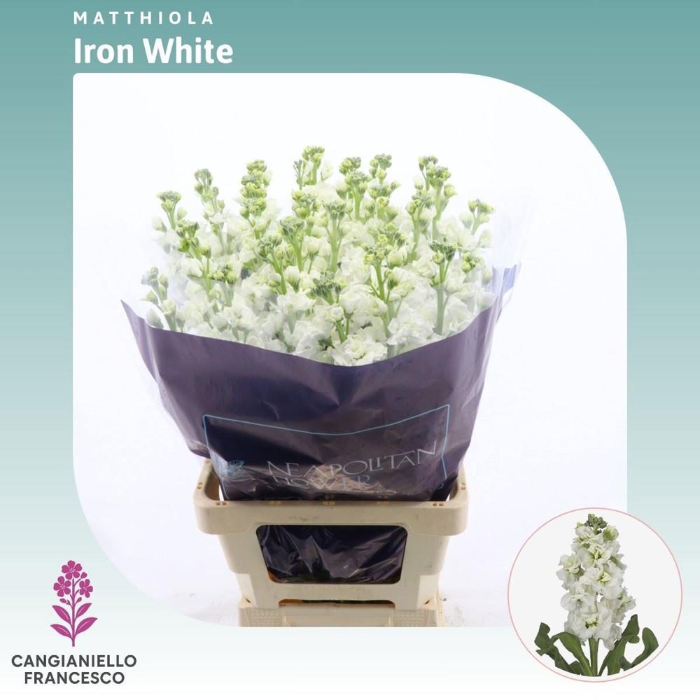 Matthiola Iron White 60cm