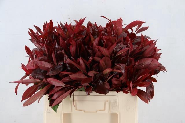 Photinia X Fraseri Red Robin 60cm