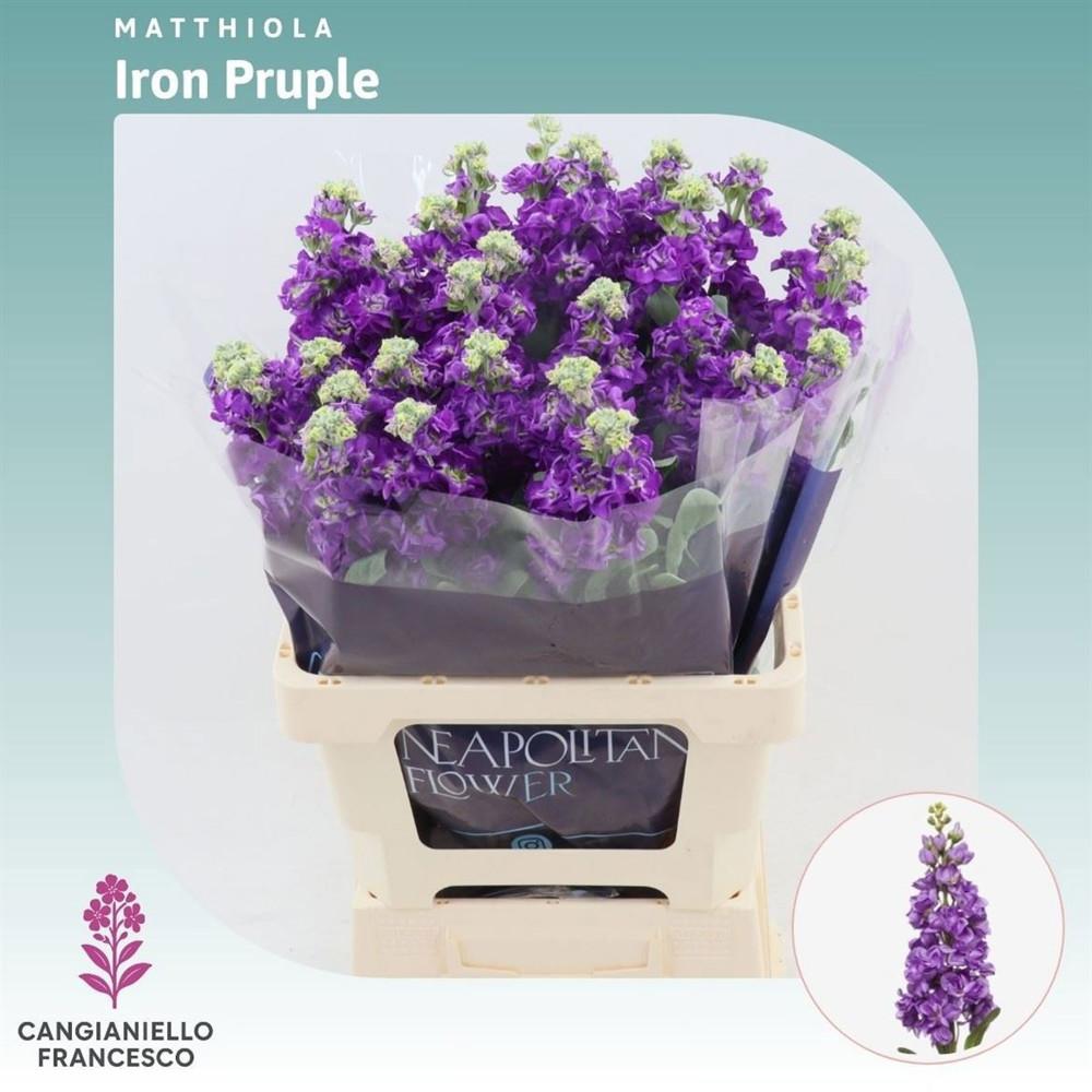 Matthiola Iron Purple 70cm