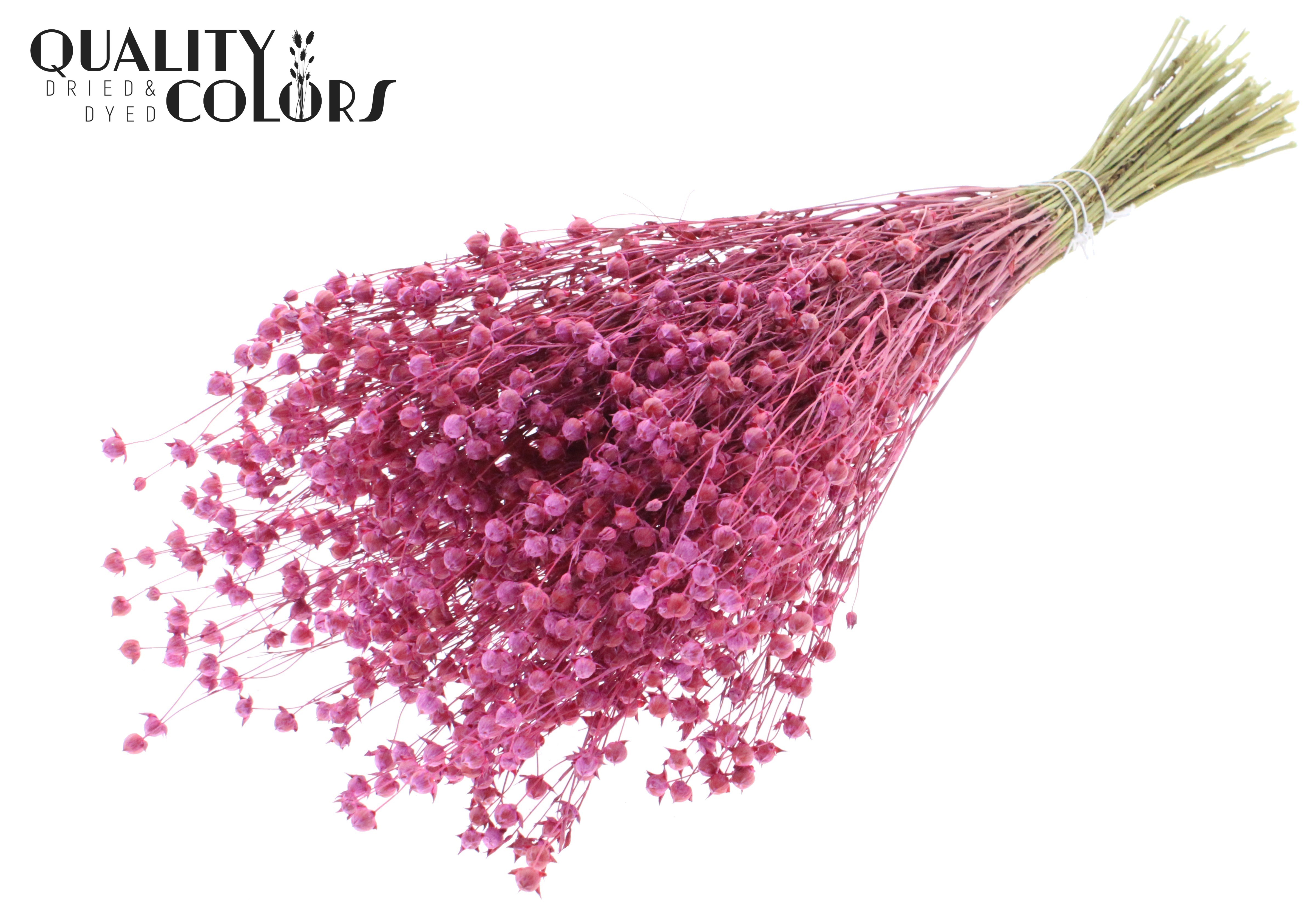 Lino Flax Frosted Cerise Per Bunch 50cm