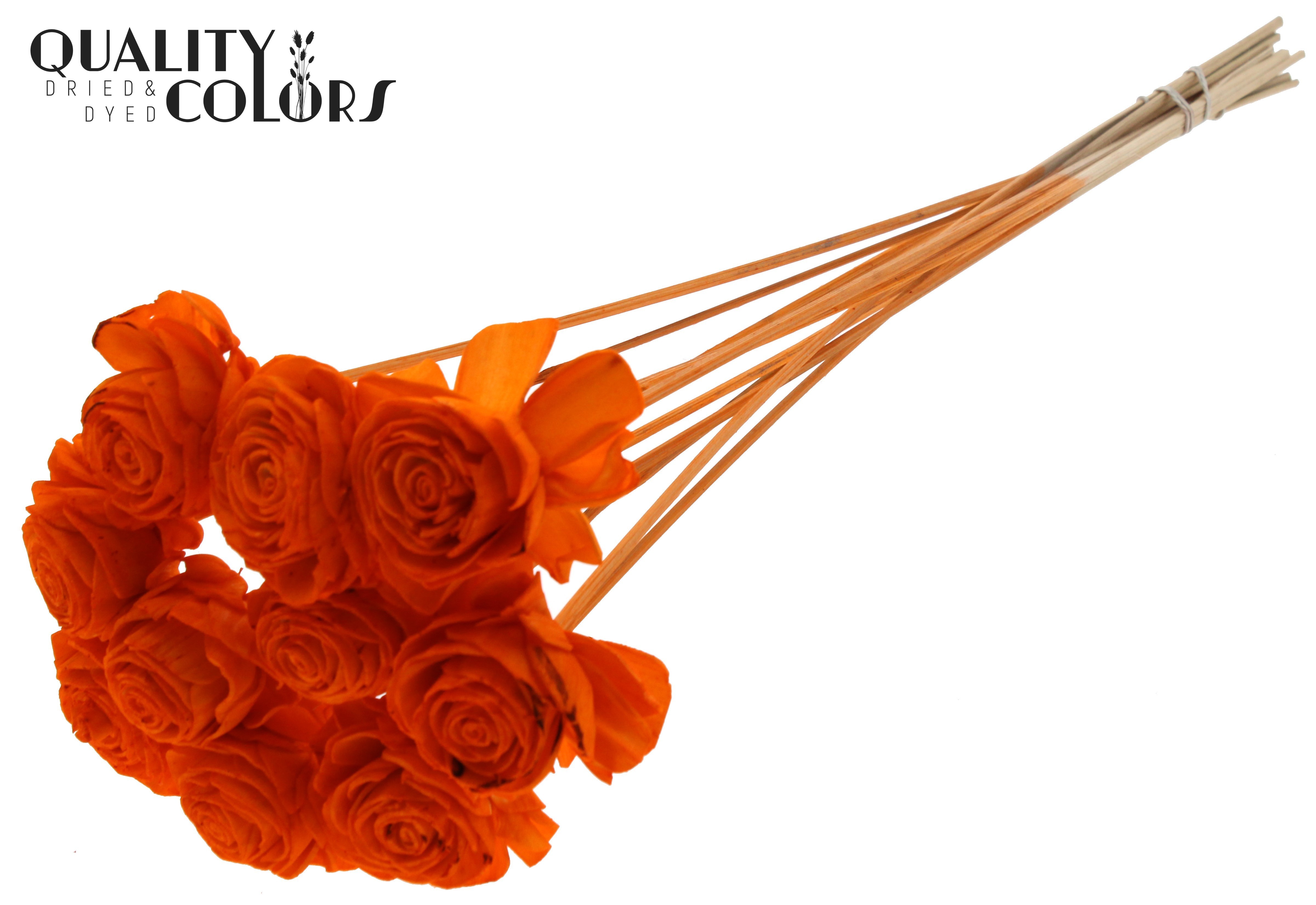 Shola Dhaliya Orange 50cm