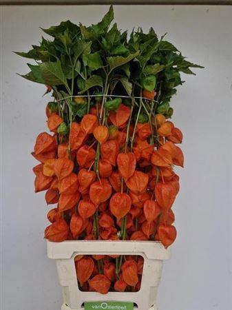 Physalis Lampion Tak
