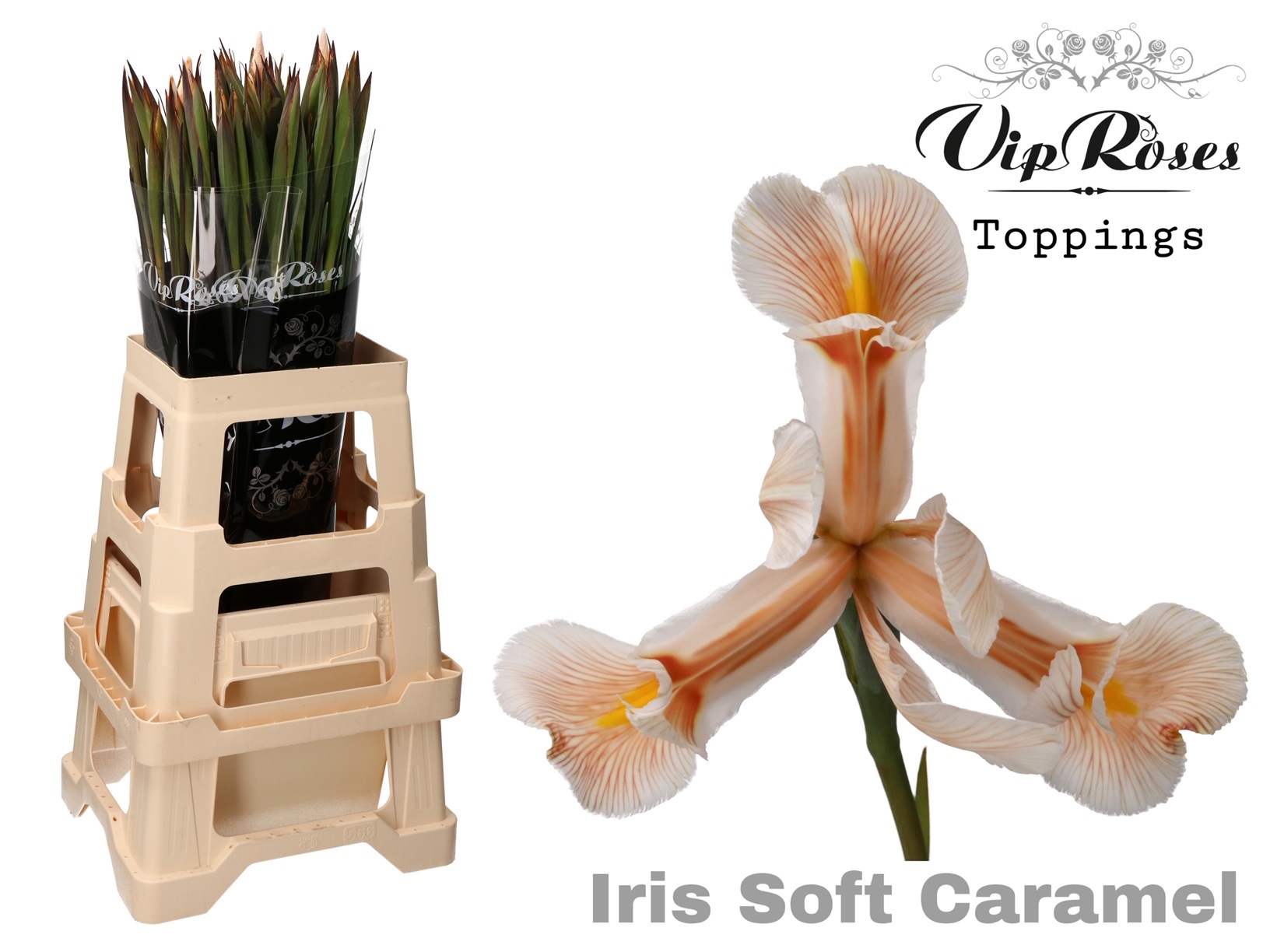 Iris Painted Soft Caramel 55cm 30gr.