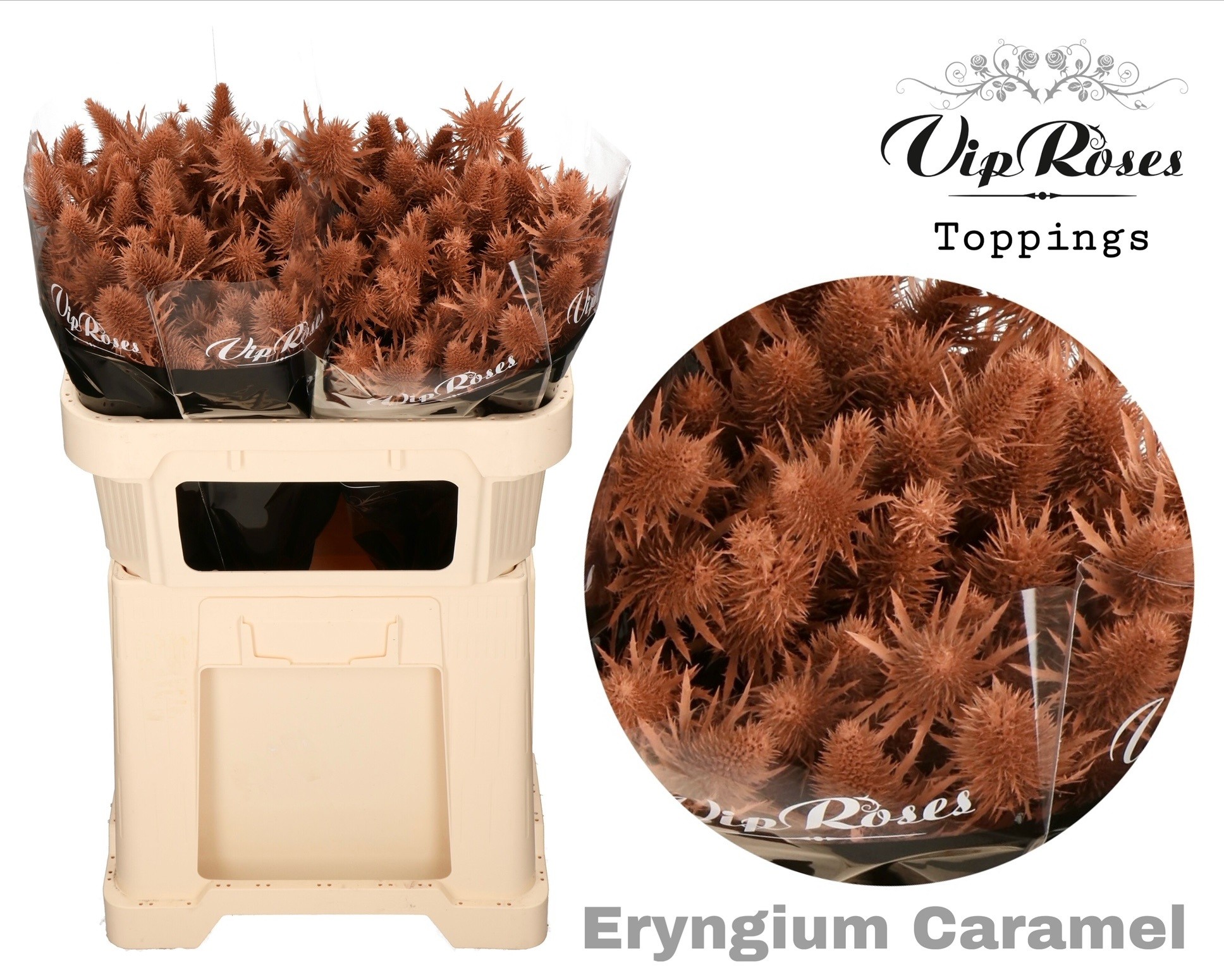 Eryngium Painted Supernova Caramel 60cm