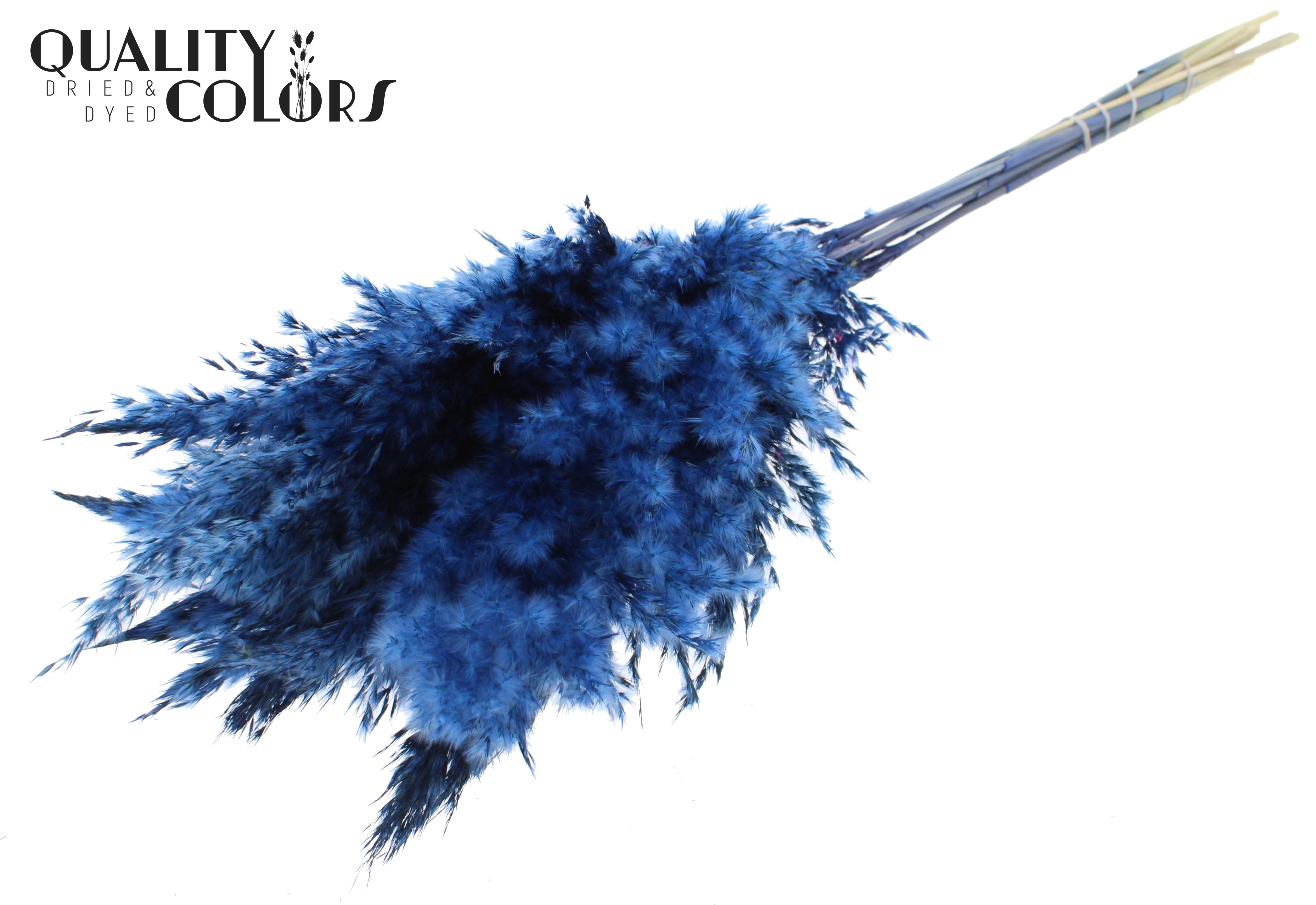 Pampas Grass Dark Blue Per Bunch 70cm