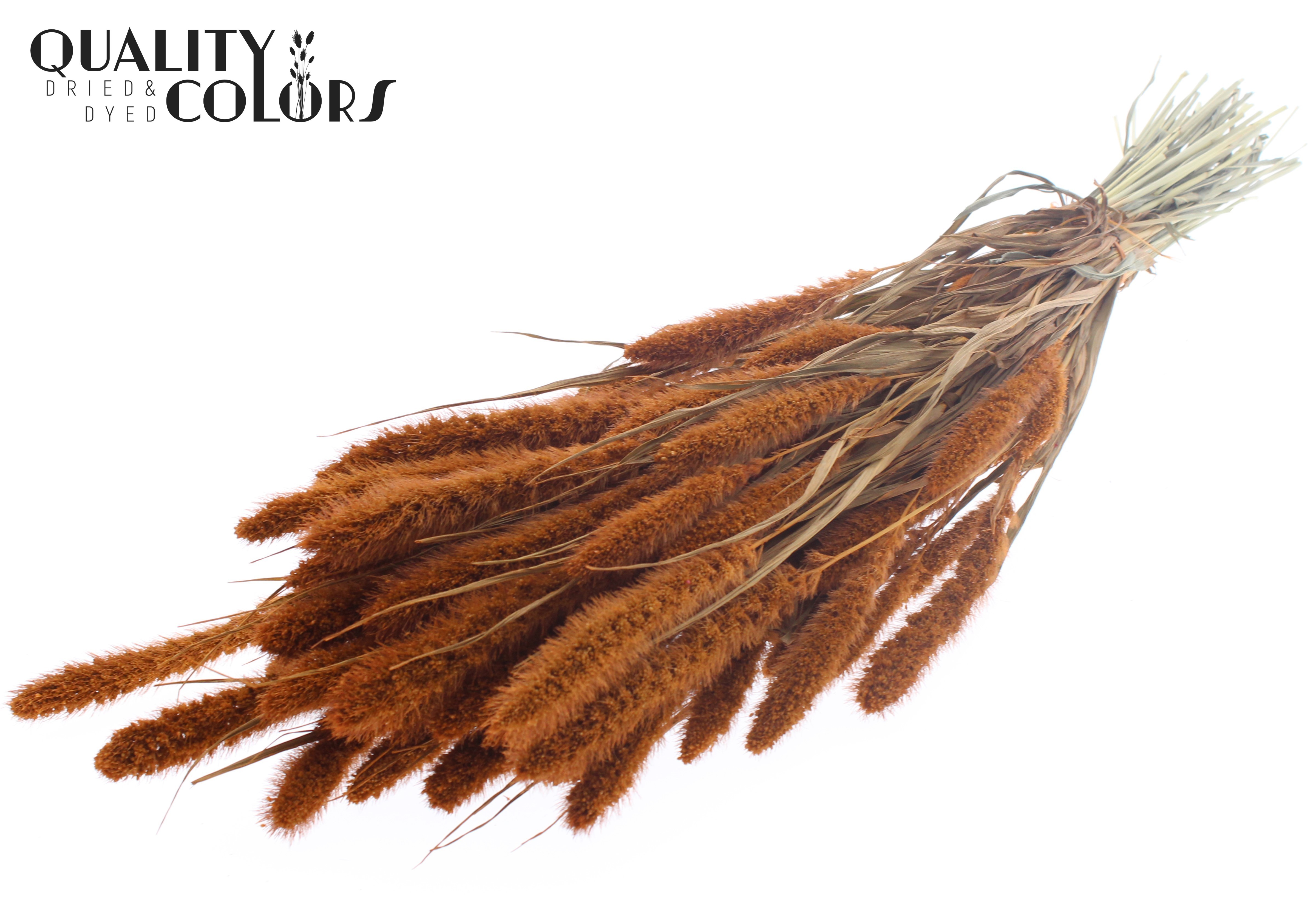 Setaria Terracotta Per Bunch 70cm
