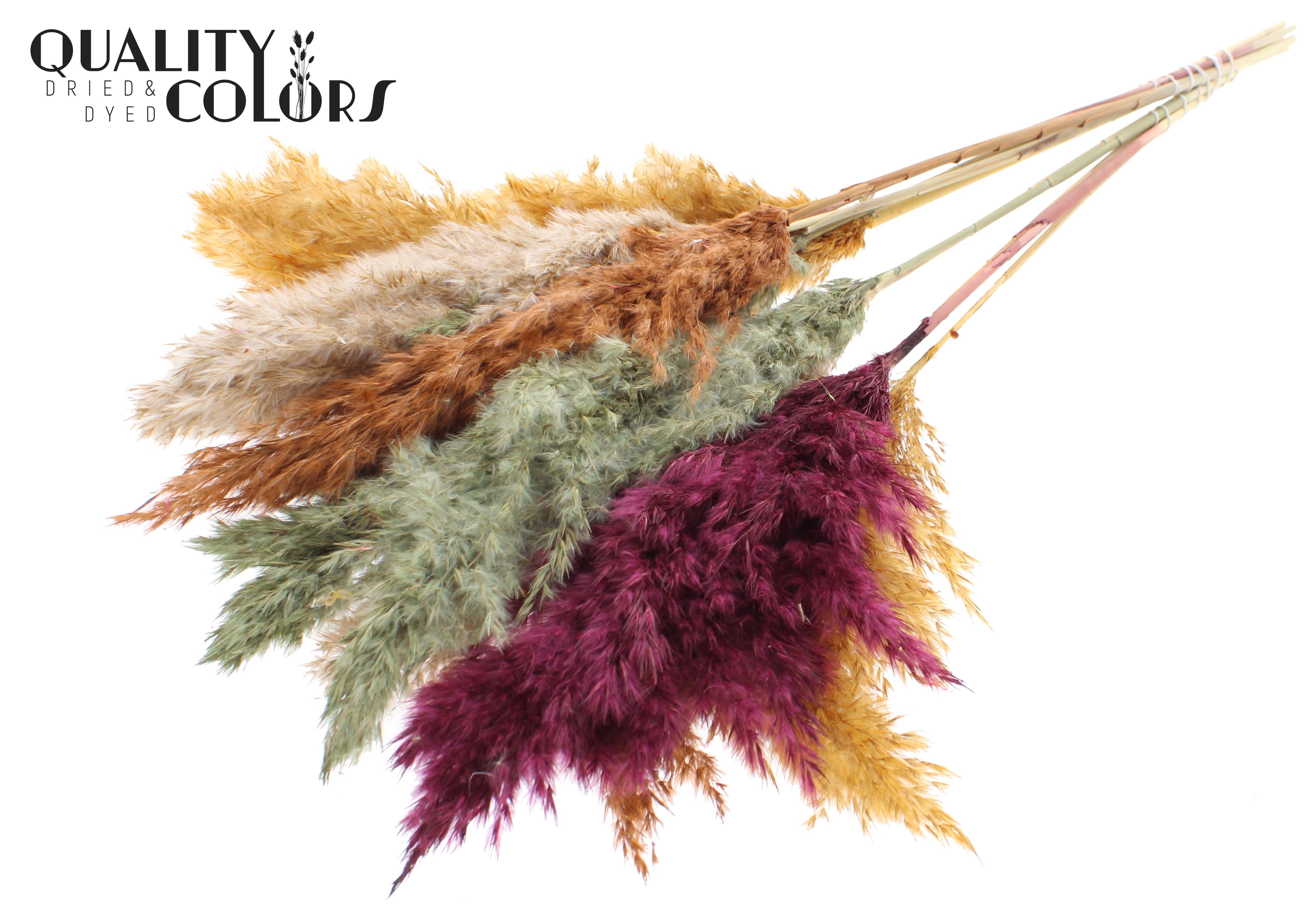 Pampas Grass Pumpkin Spice Mix Per Bunch 70cm