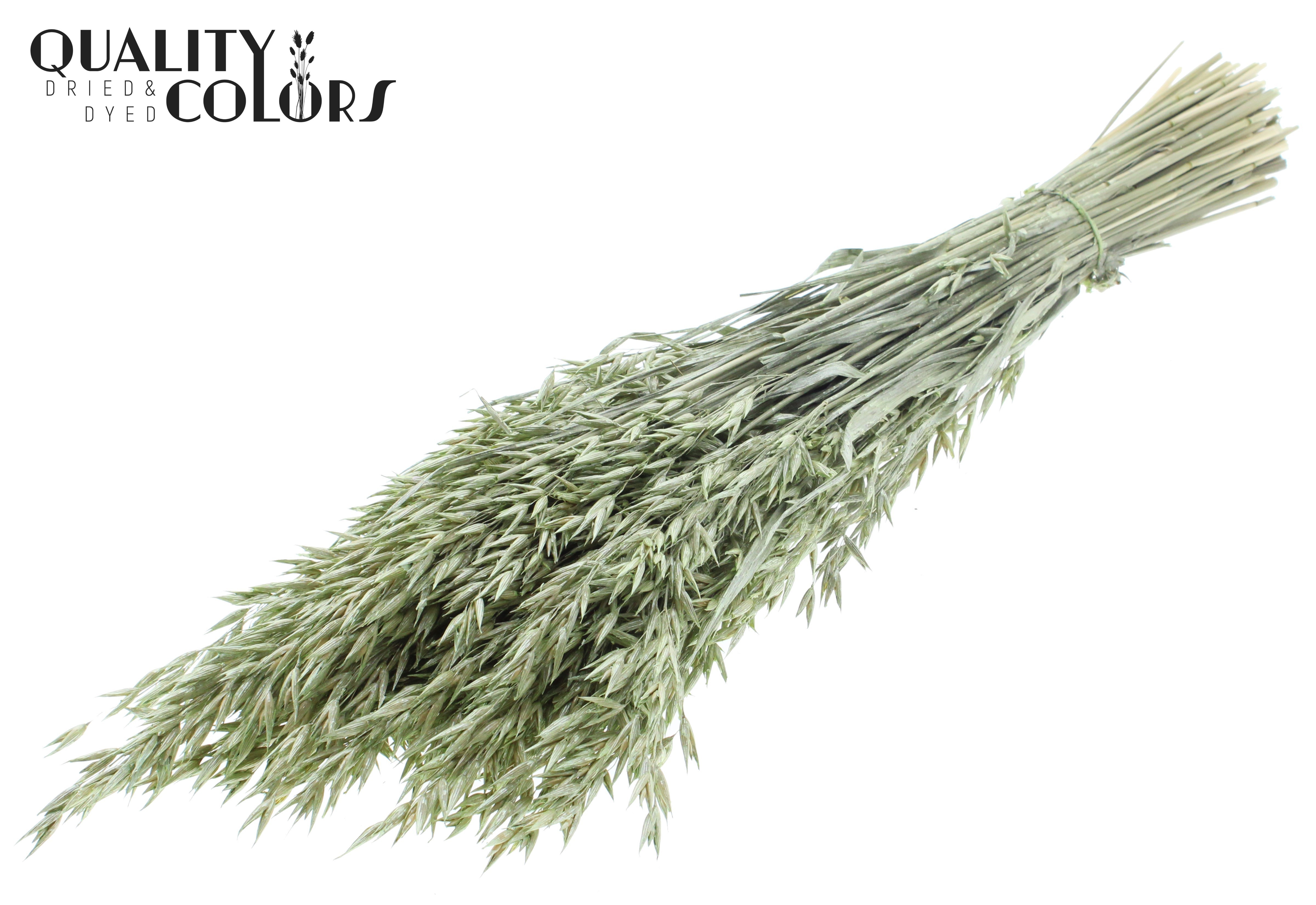 Avena Pearl Mint Green Per Bunch 60cm