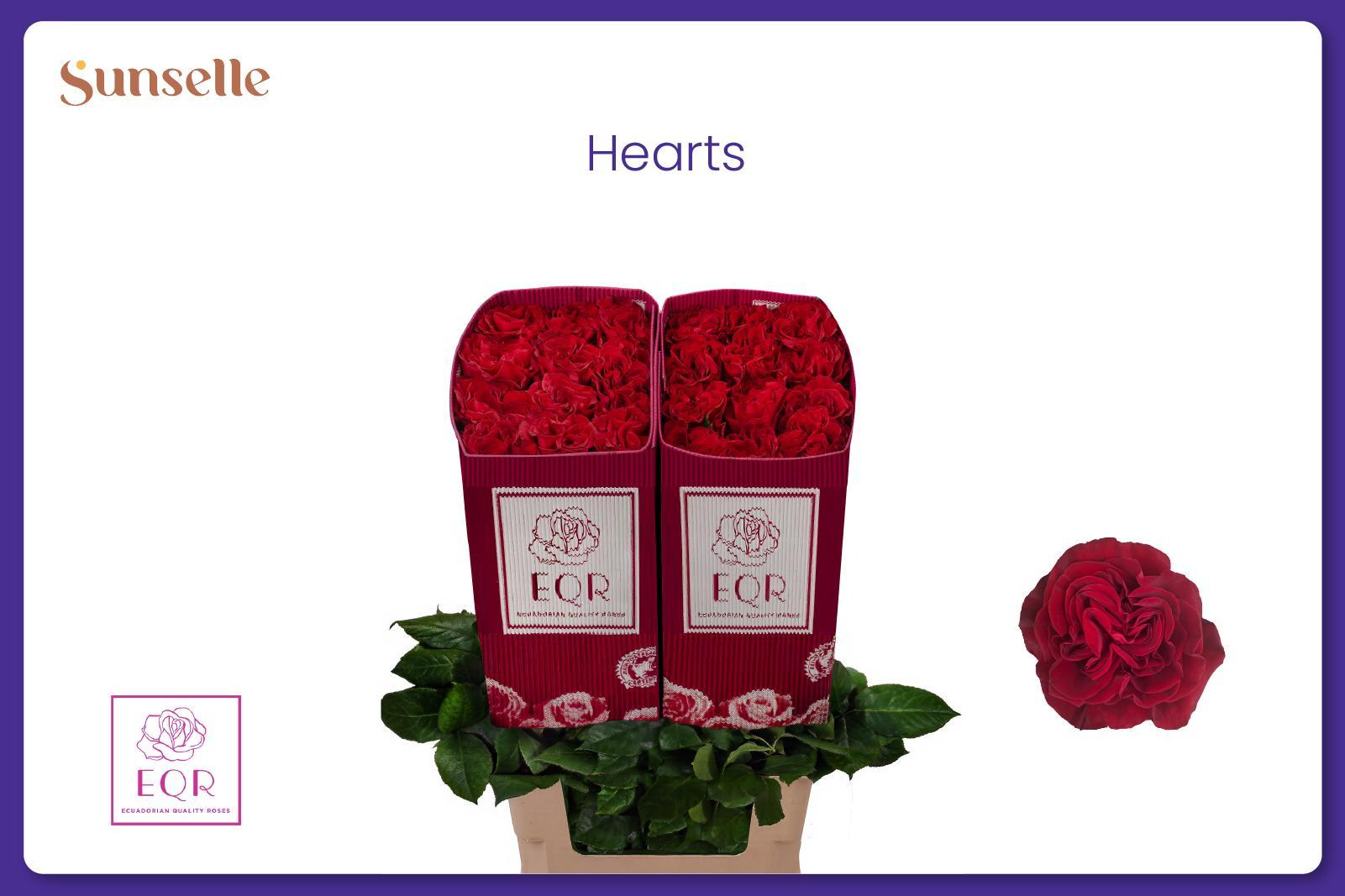 Rosa Hearts 60cm