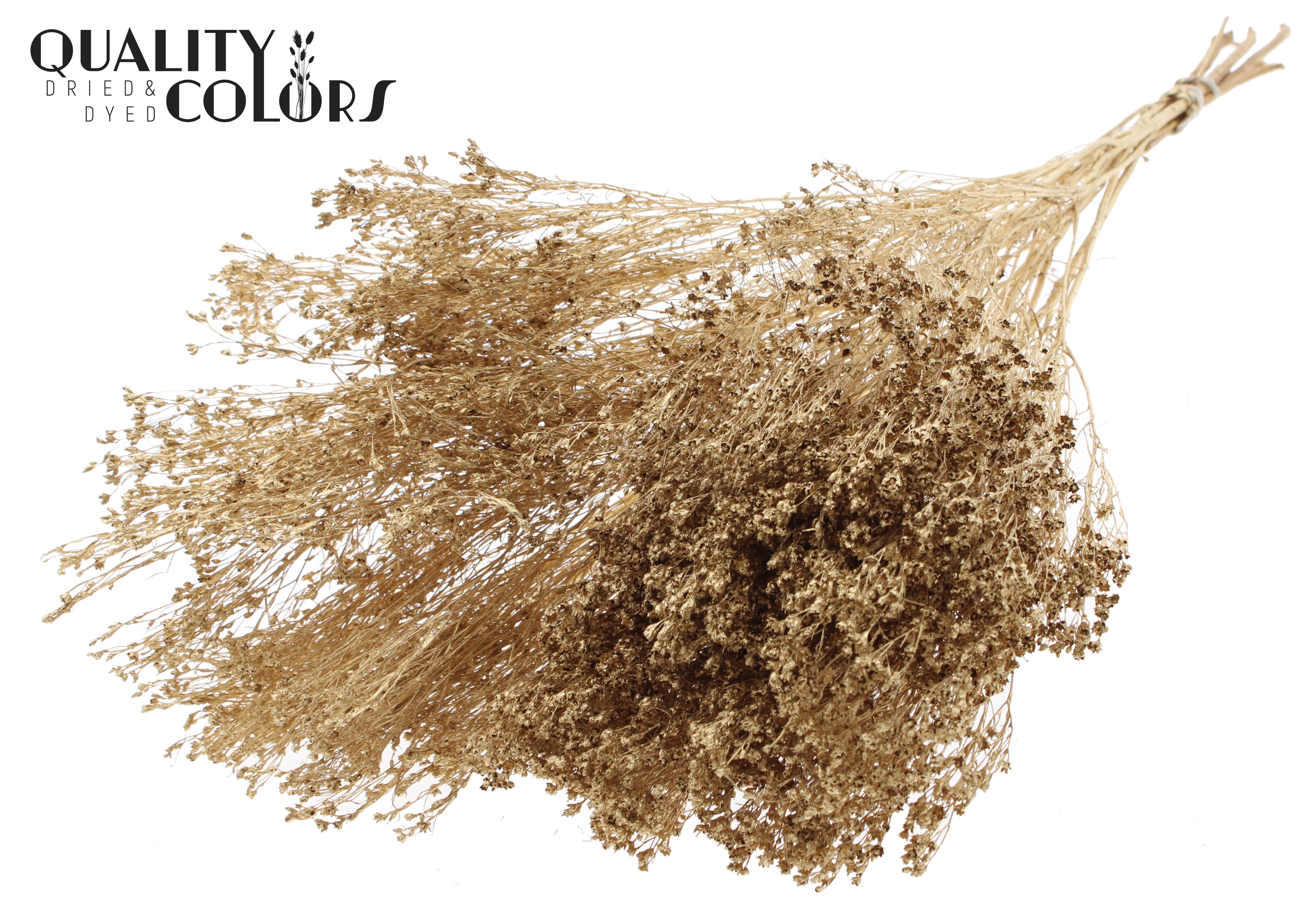 Broom Bloom Antique Gold Per Bunch 50cm