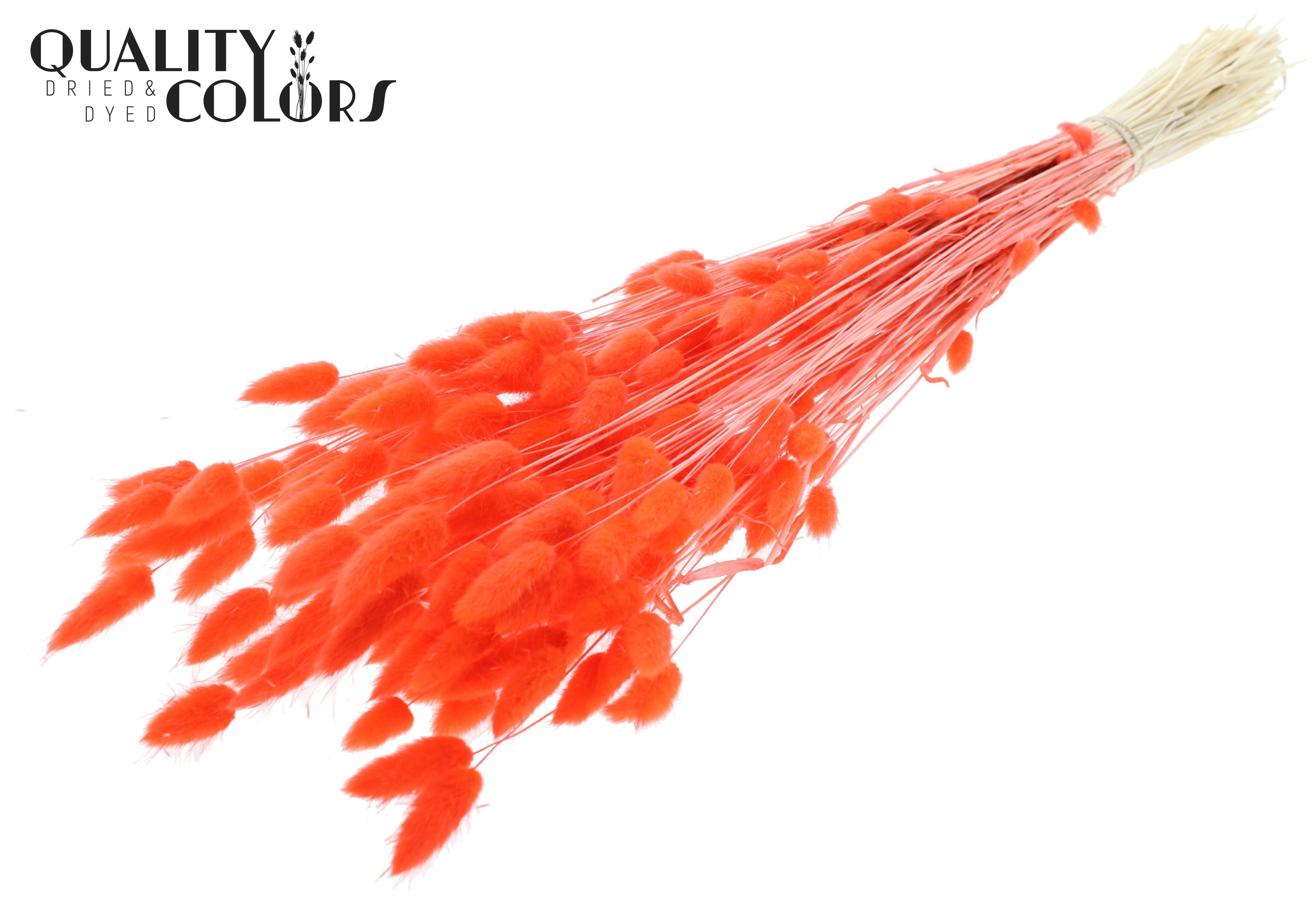Lagurus Intense Coral Per Bunch 70cm