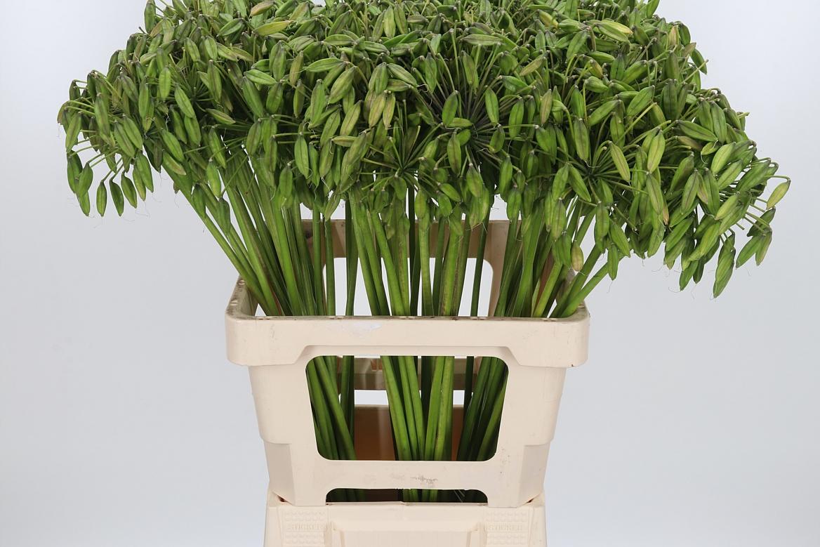 Agapanthus Overig