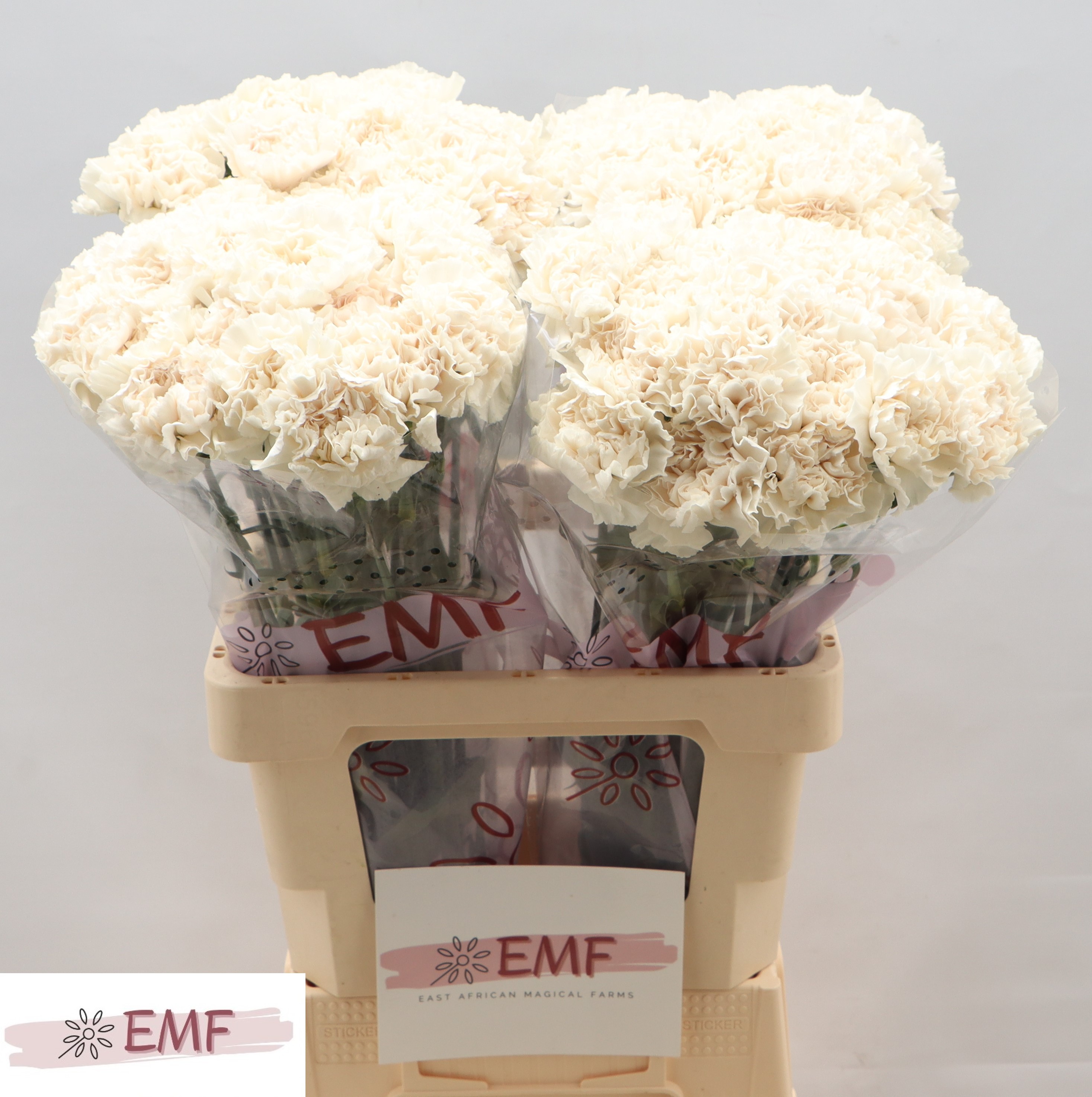 Dianthus St Moon Golem 60cm