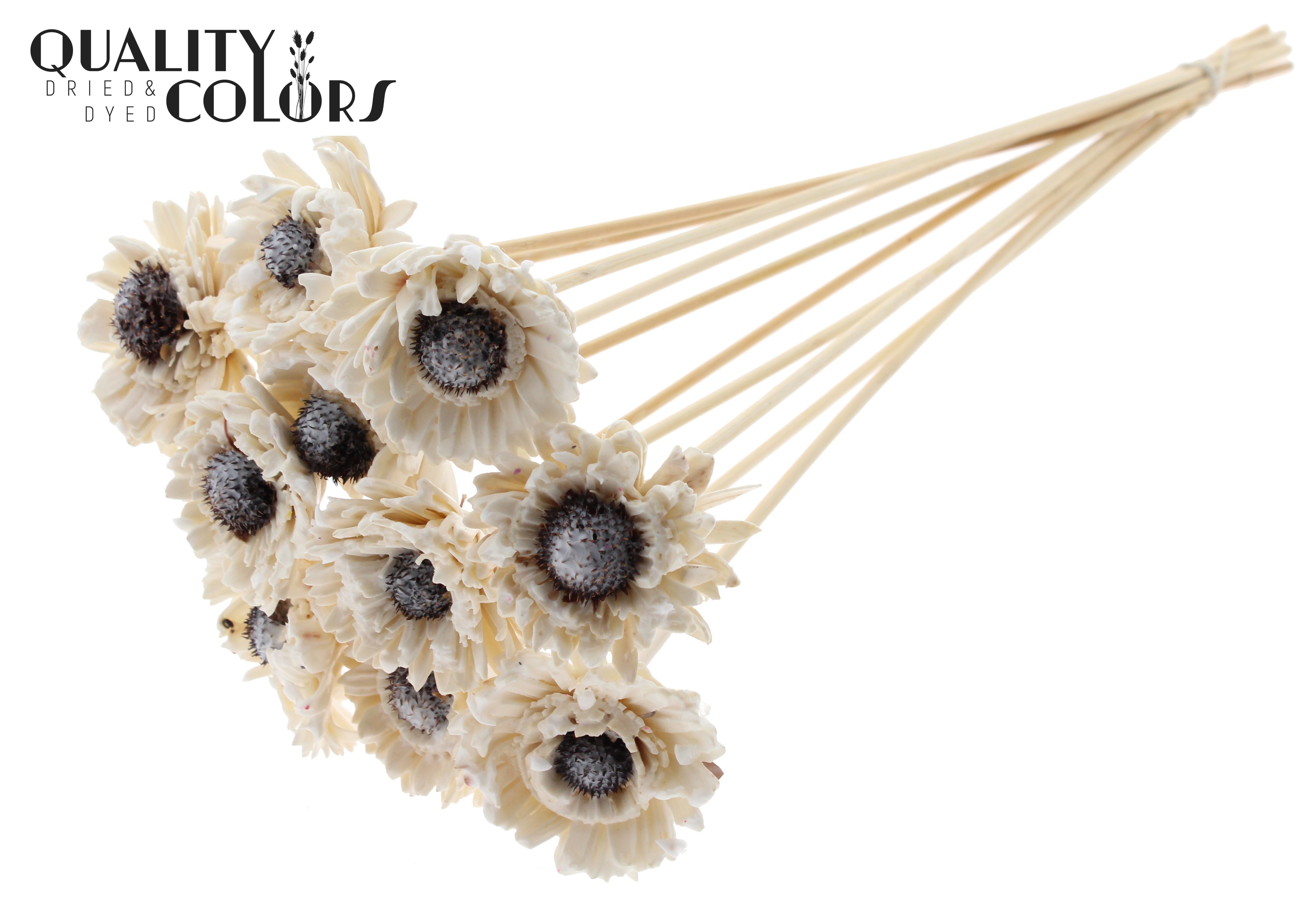 Shola Daisy Sunflower Wax White 50cm