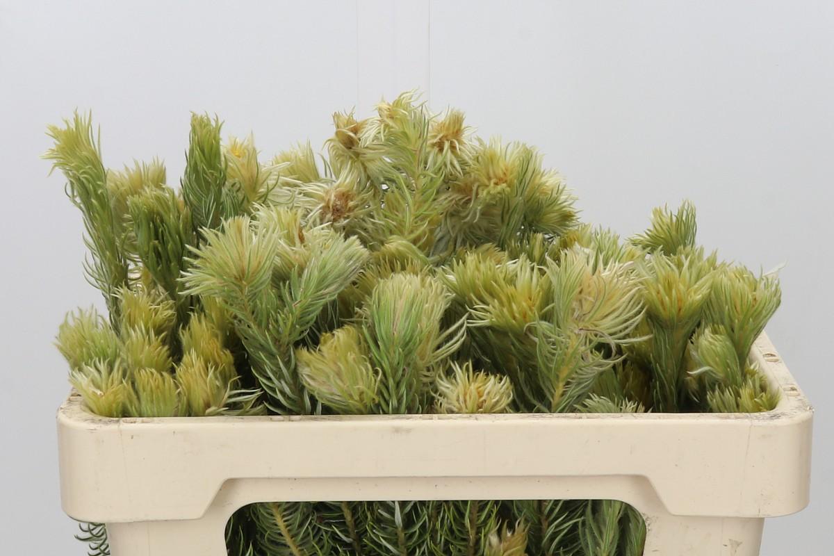 Kaaps Groen Phylica Pubescens