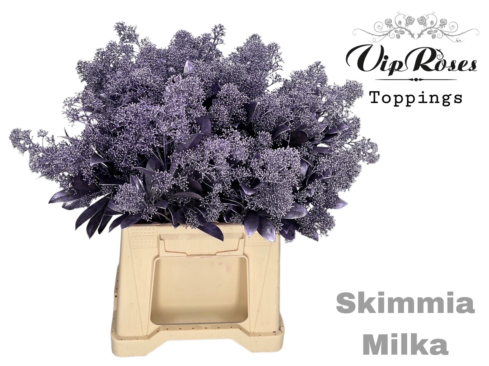 Skimmia Painted Metallic Milka Per Bunch 45cm