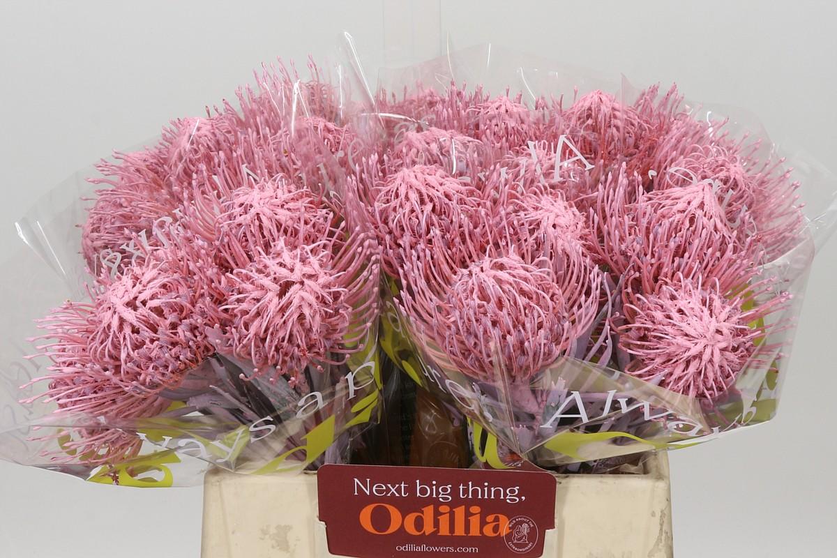 Nutans Painted Baby Pink